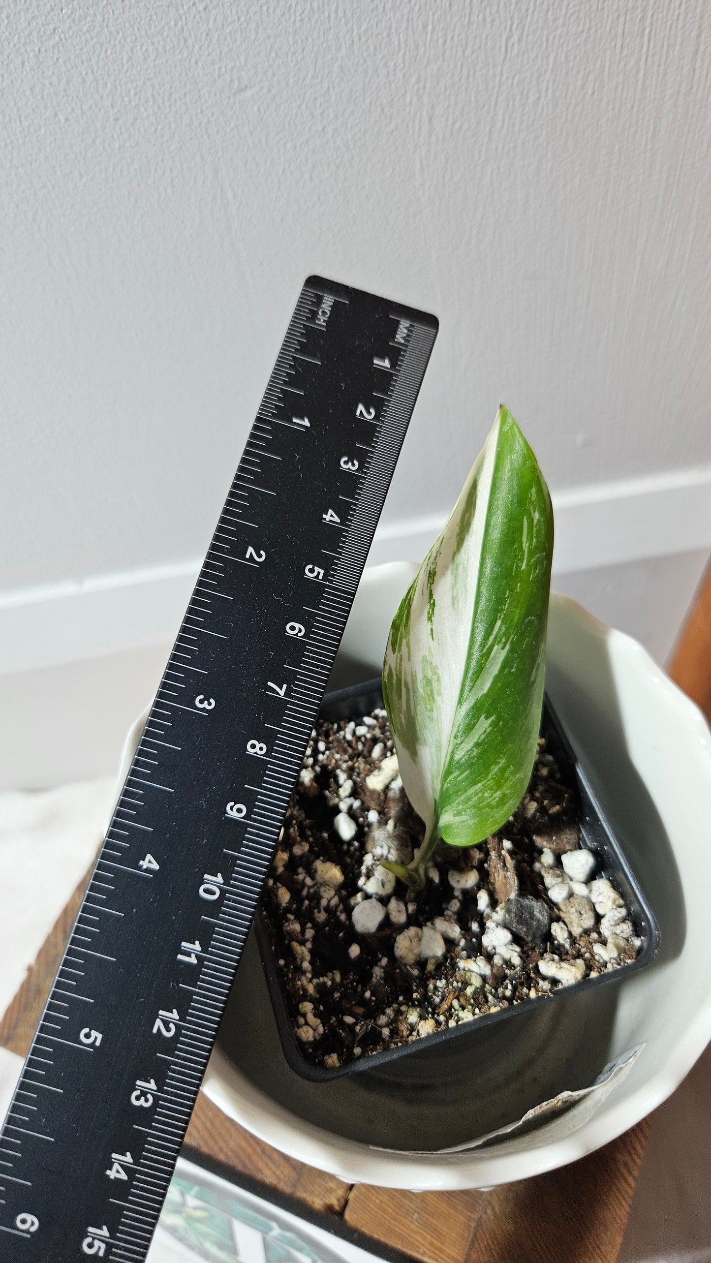 Scindapsus Moonlight Albo Narrow (SCI-736)