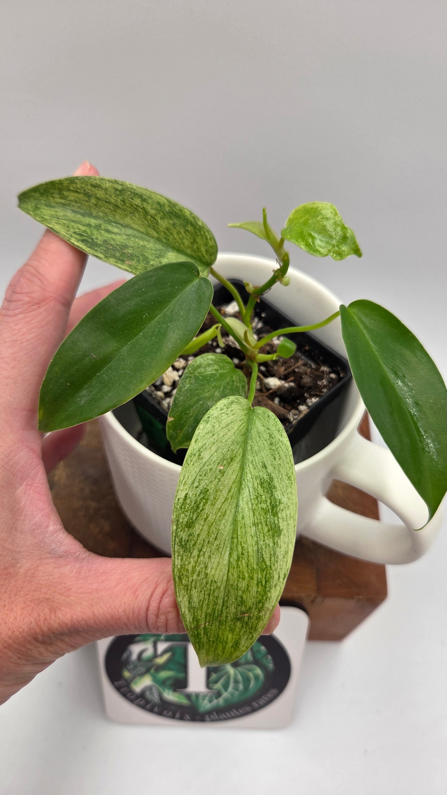 Philodendron Florida Ghost (PHI-1032)