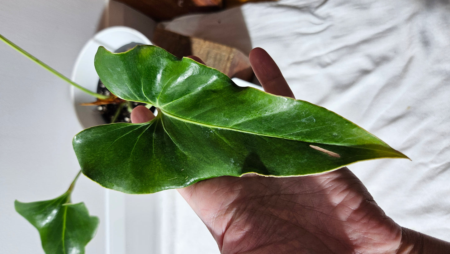 Anthurium Brownii/Corong "format MOYEN" (ANT-552)