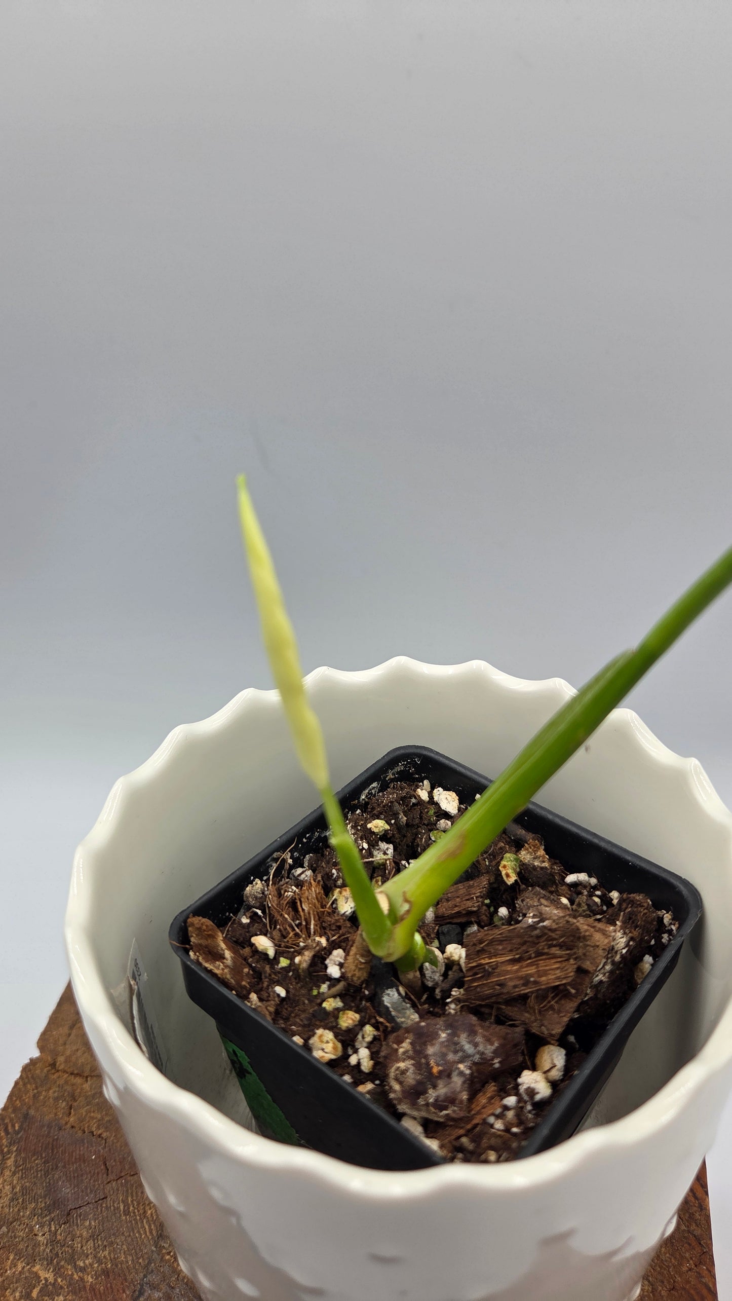 Monstera Andasonii Archipelago Ghost (MON-542)