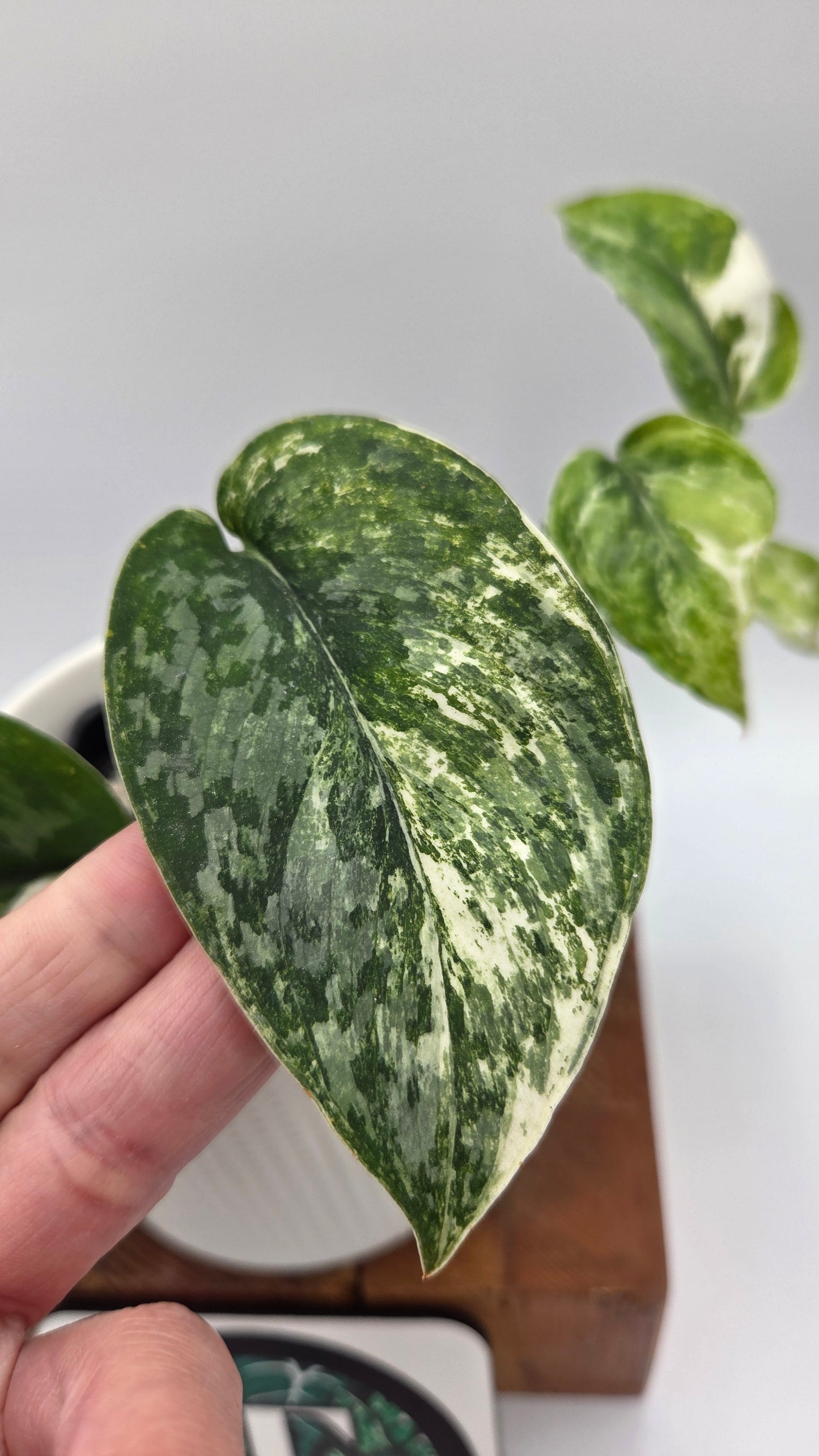 Scindapsus Silver Splash Kiara (SCI-1016)