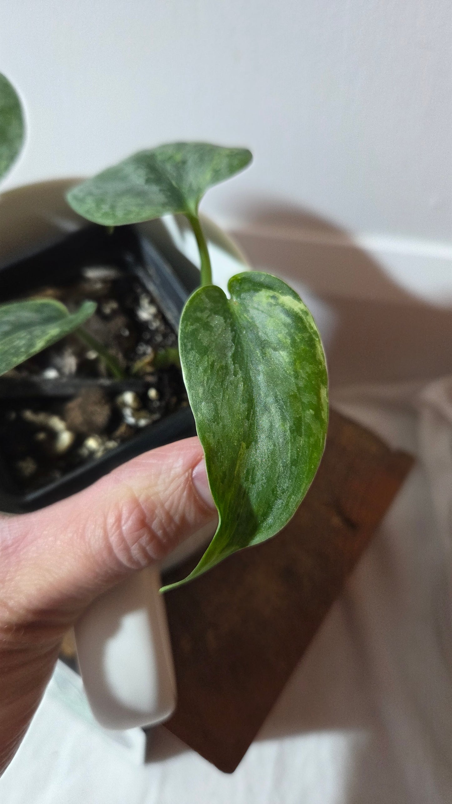 Scindapsus Pusaka (SCI-1424)