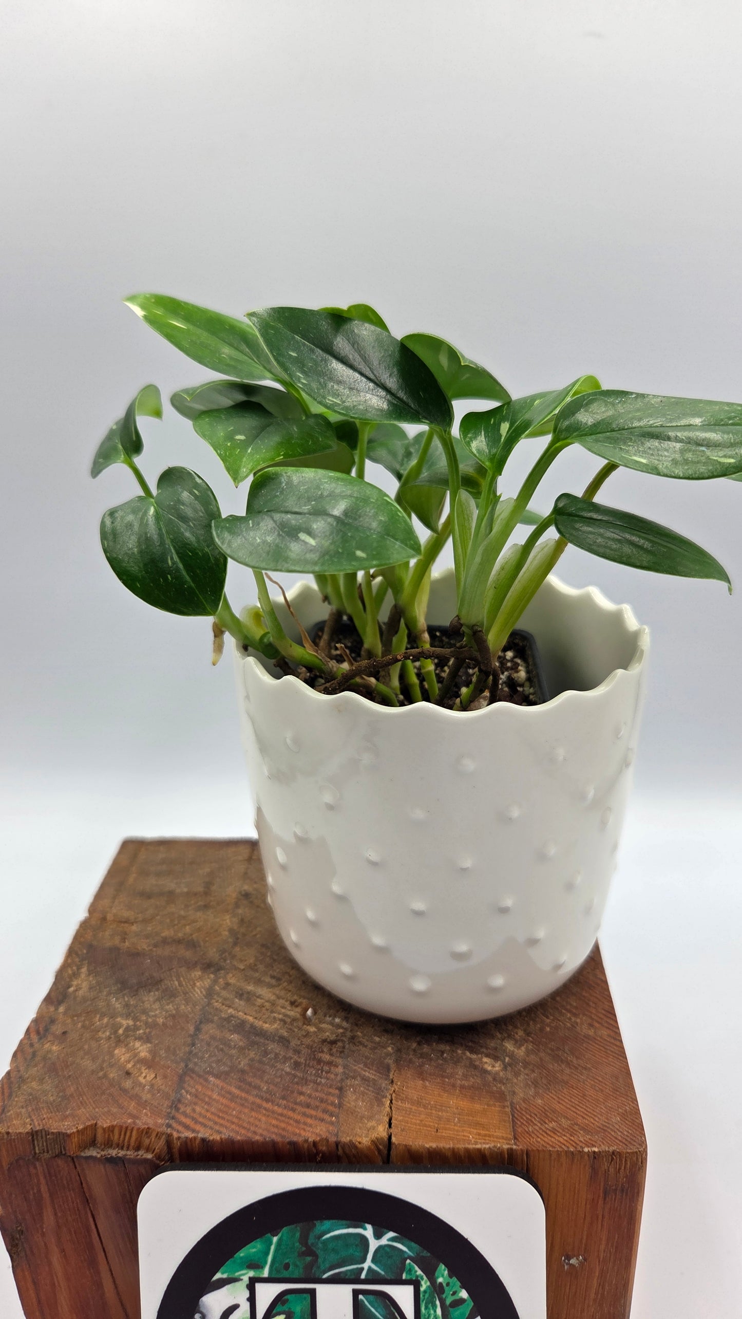 Monstera Standleyana Albo (MON-546)