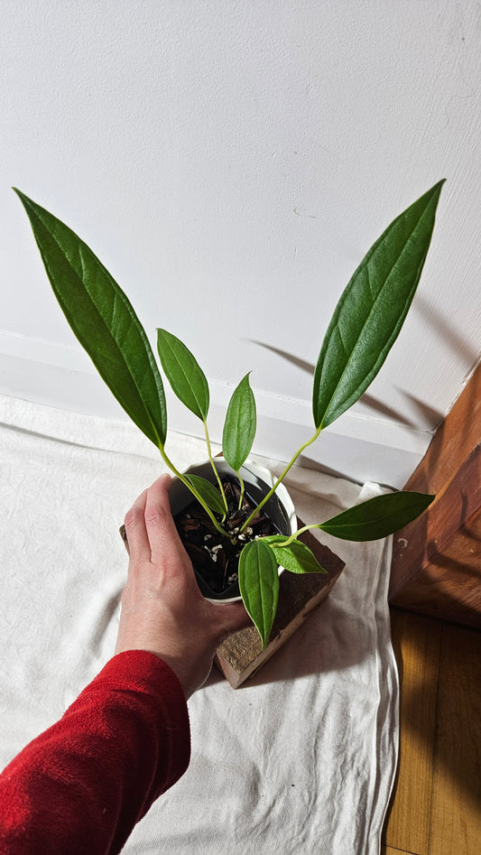 Anthurium Macphersonii "format MOYEN" (ANT-408)