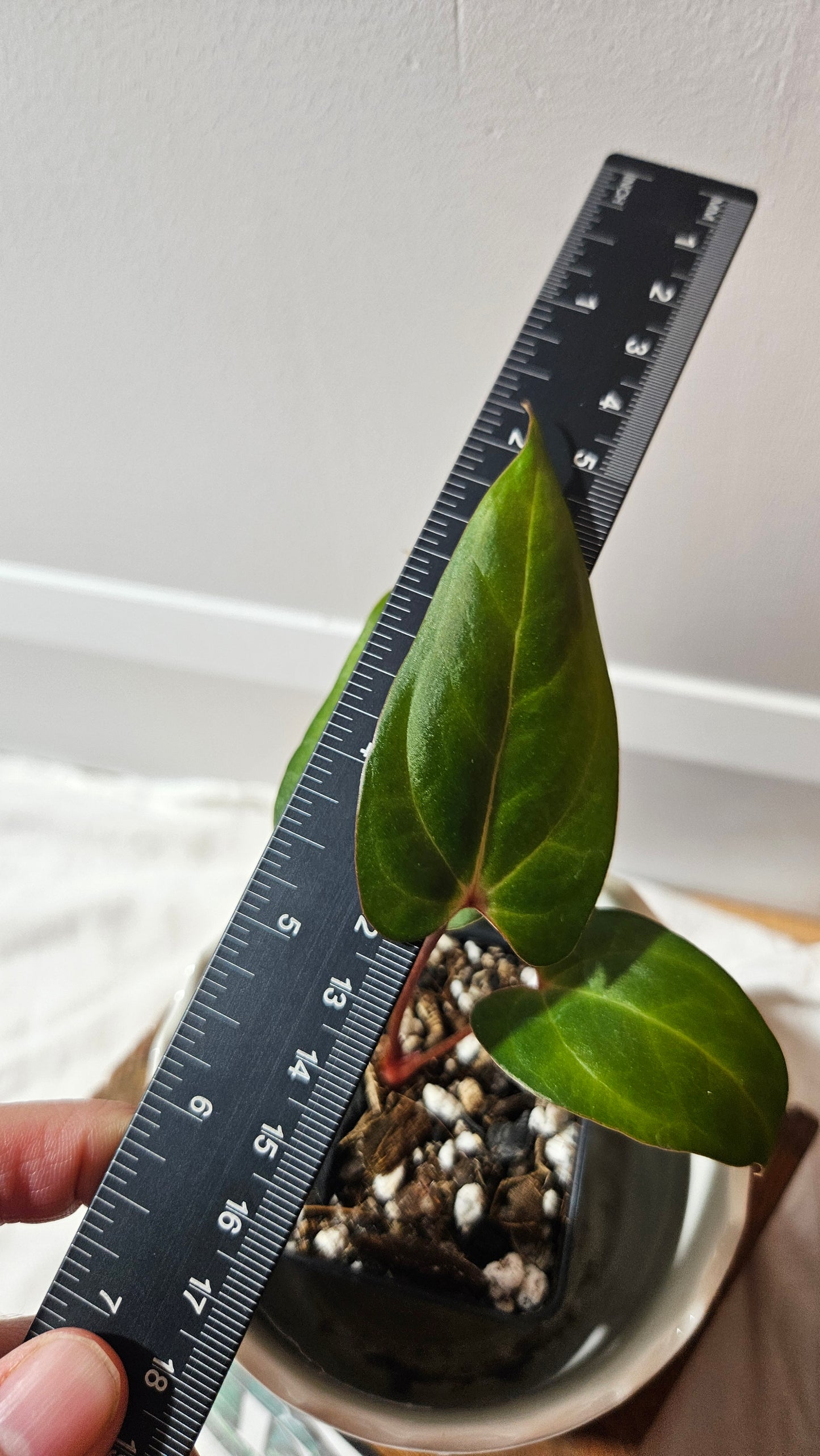 Anthurium Papillilaminum Red Stem  "format PETIT" (ANT-593)