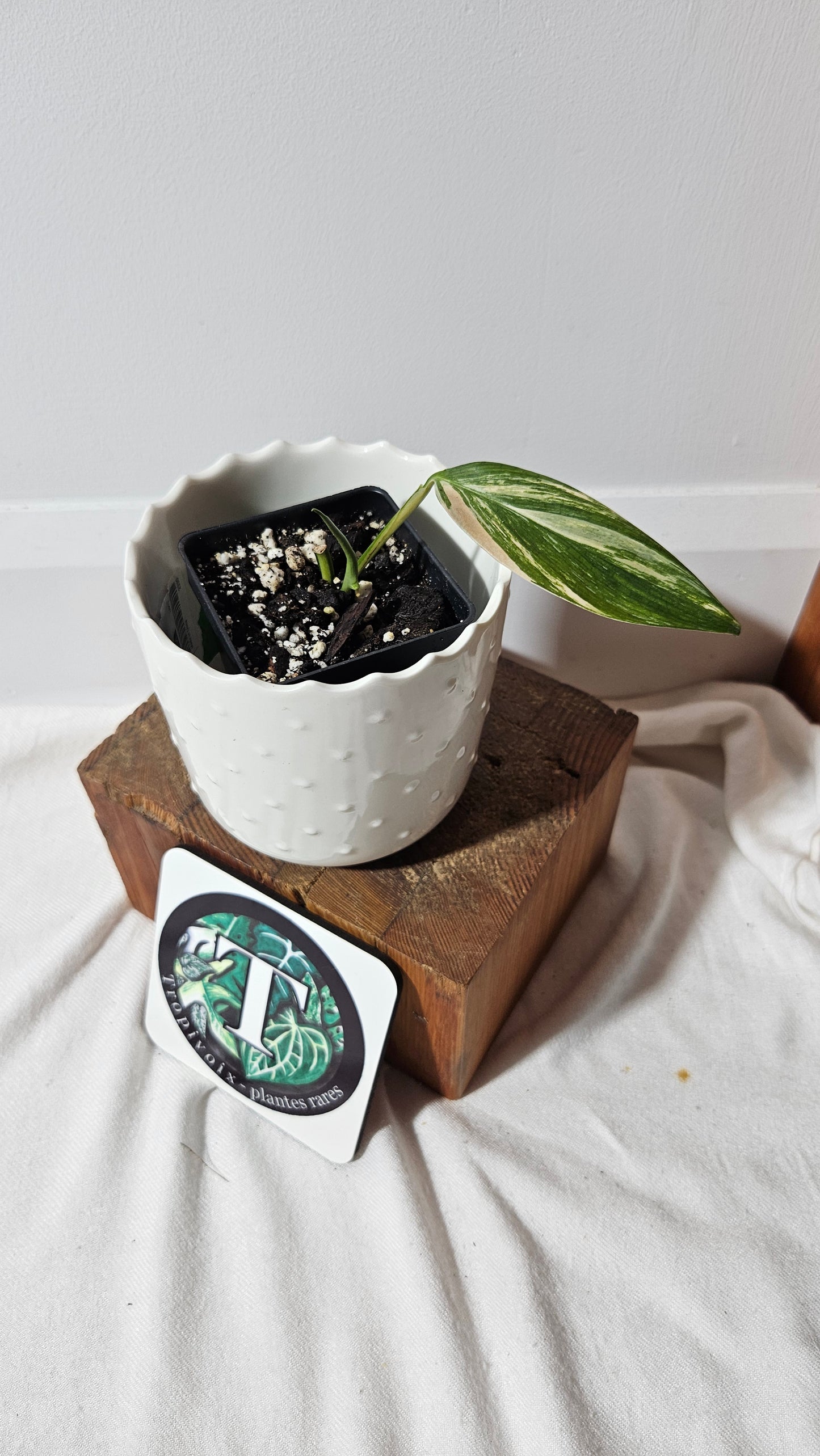 Epipremnum Amplissinum Variegata (EPI-218)