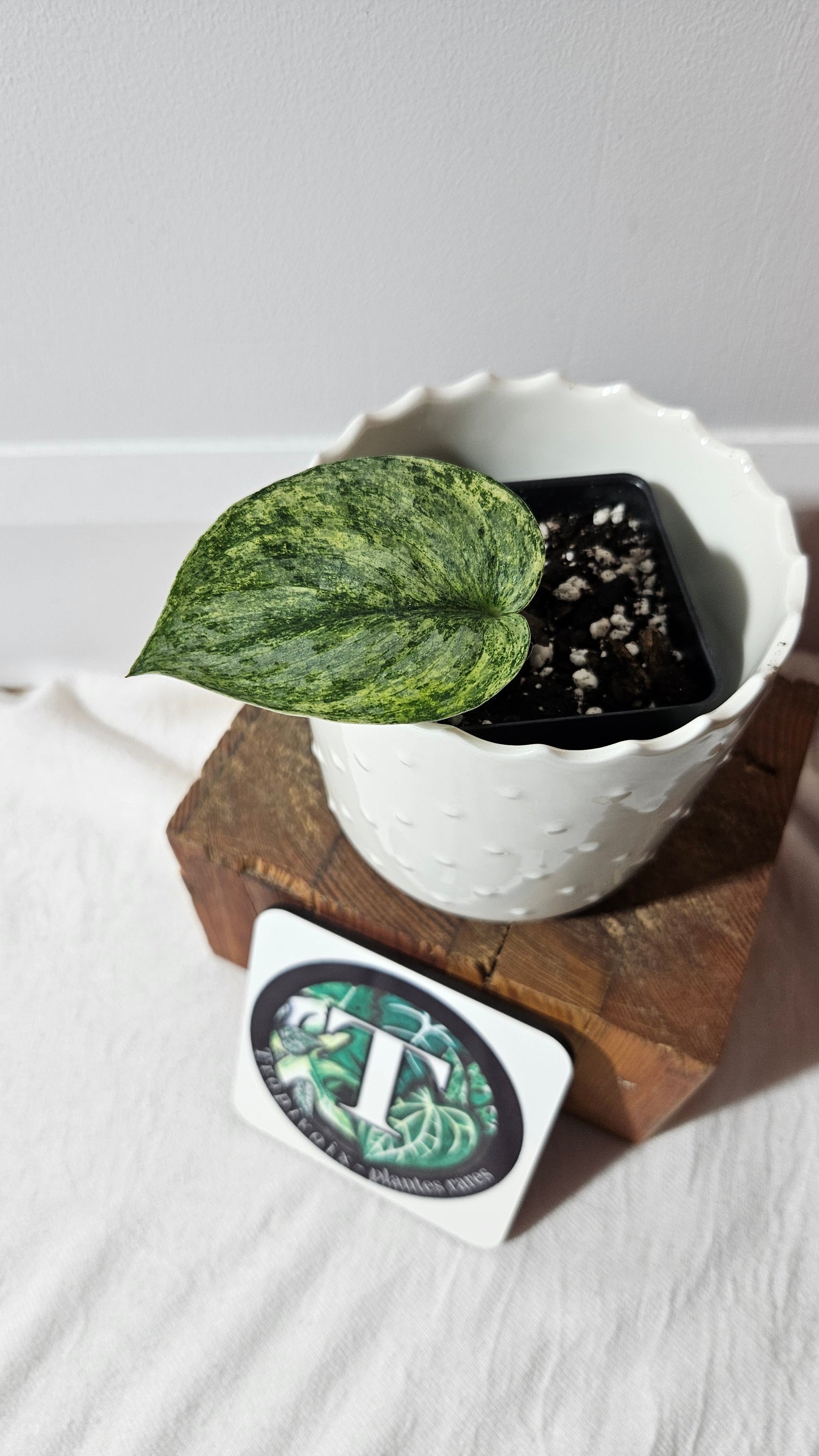Scindapsus Exotica Pictus mint (SCI-970)