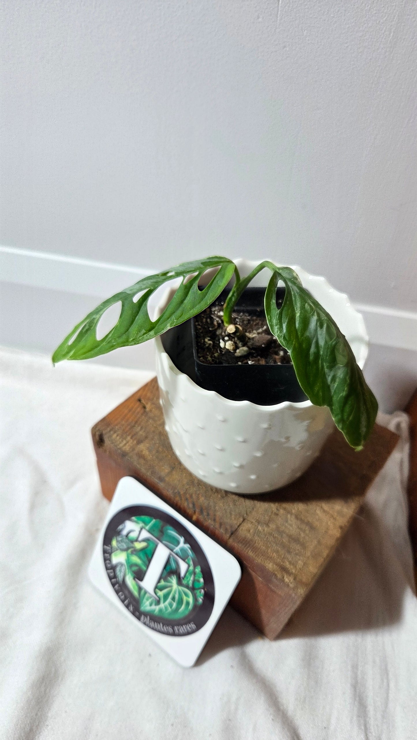 Monstera Andasonii Mint/Indo (MON-499)