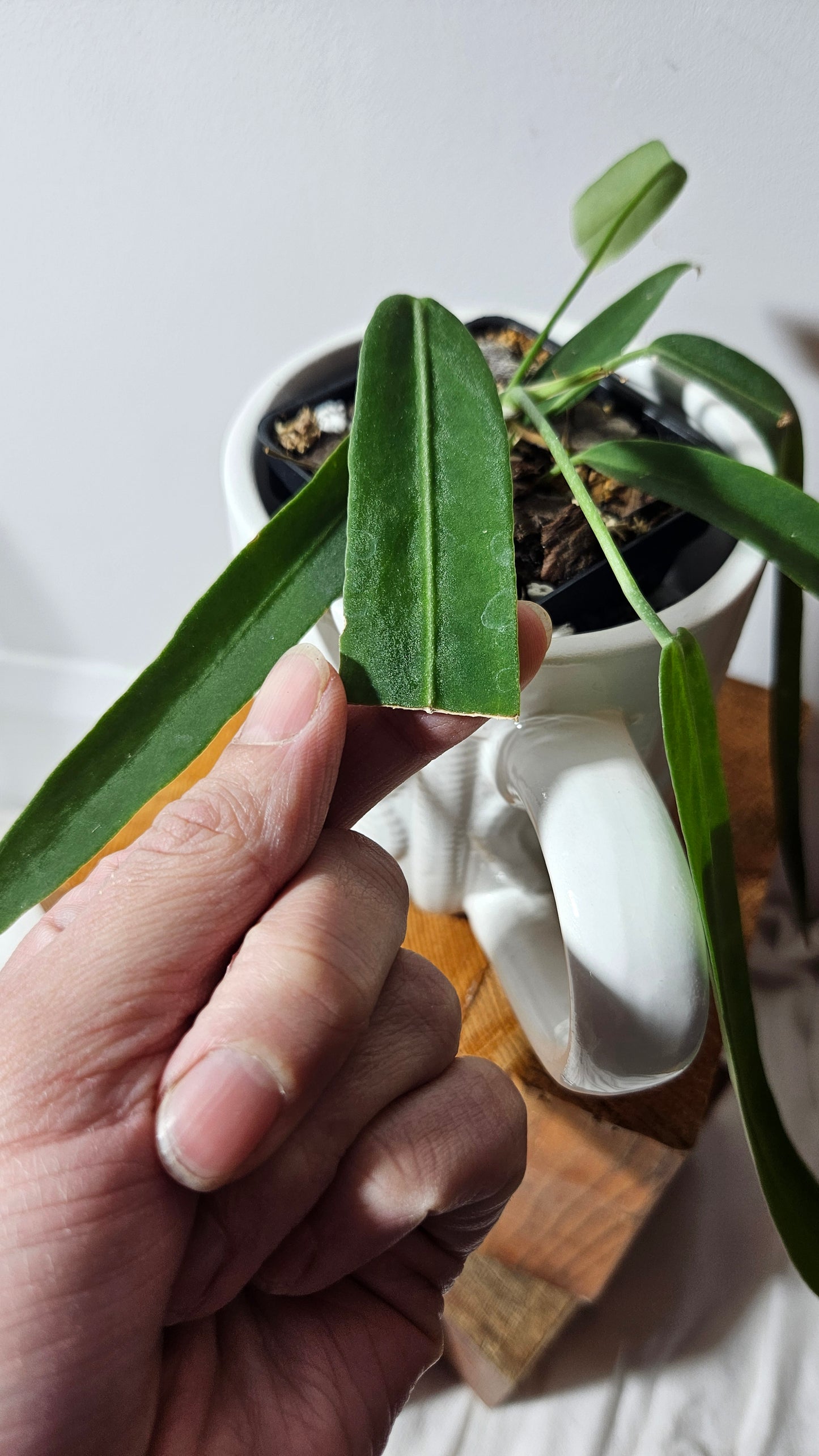 Anthurium Pallidiflorum "format MOYEN"(ANT-196)