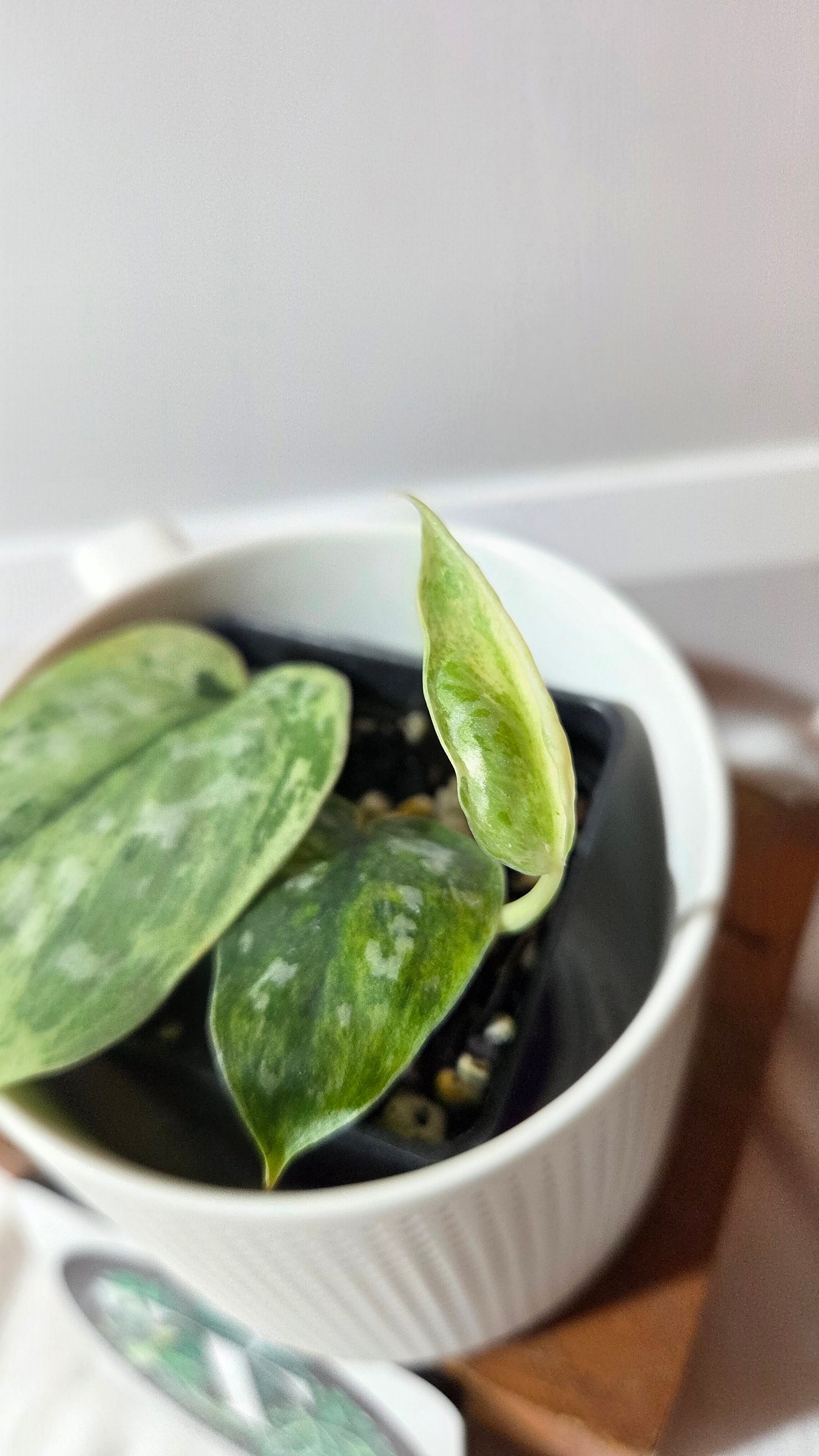 Scindapsus Peasun (SCI-1412)
