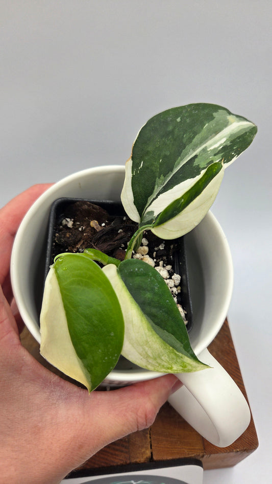 Scindapsus Silver Satin albo "Génétique Half&Half" (SCI-1245)