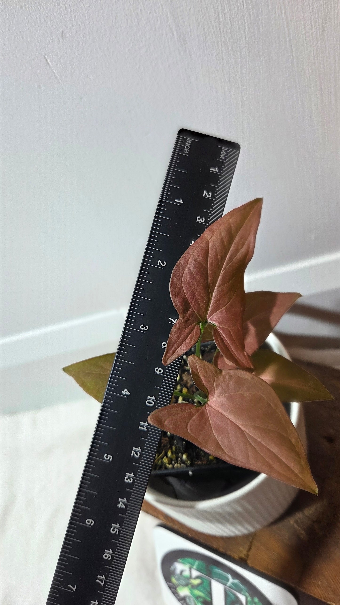 Syngonium Pink Perfection (SYN-488)