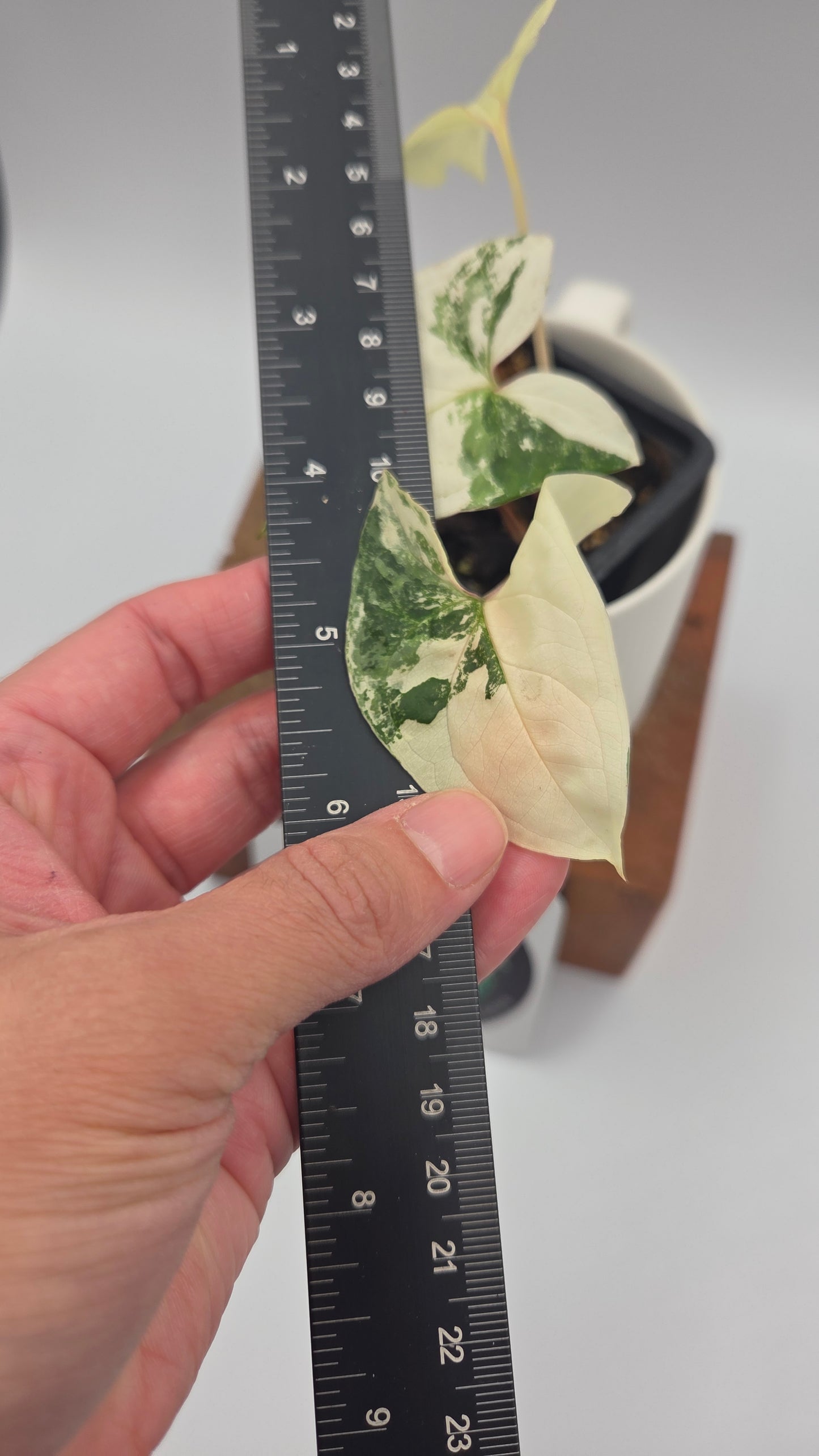 Syngonium Albo (SYN-328)