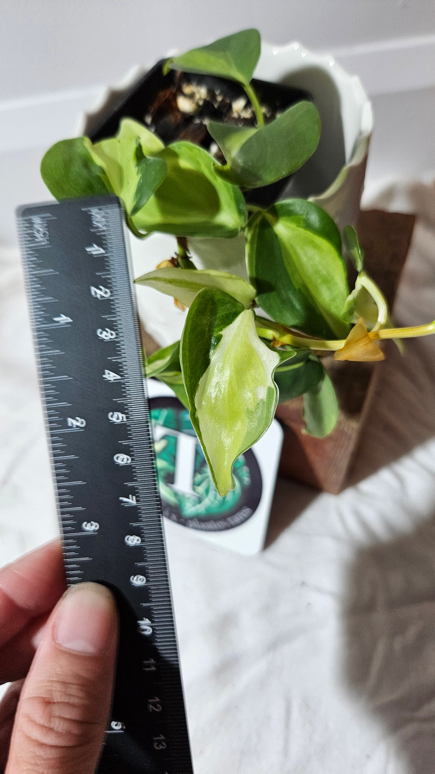 Philodendron Hederaceum Cream Splash (PHI-606)