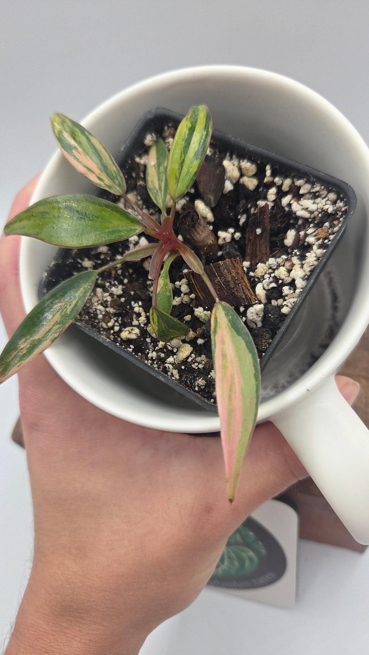 Philodendron Strawberry Shake (PHI-1087)