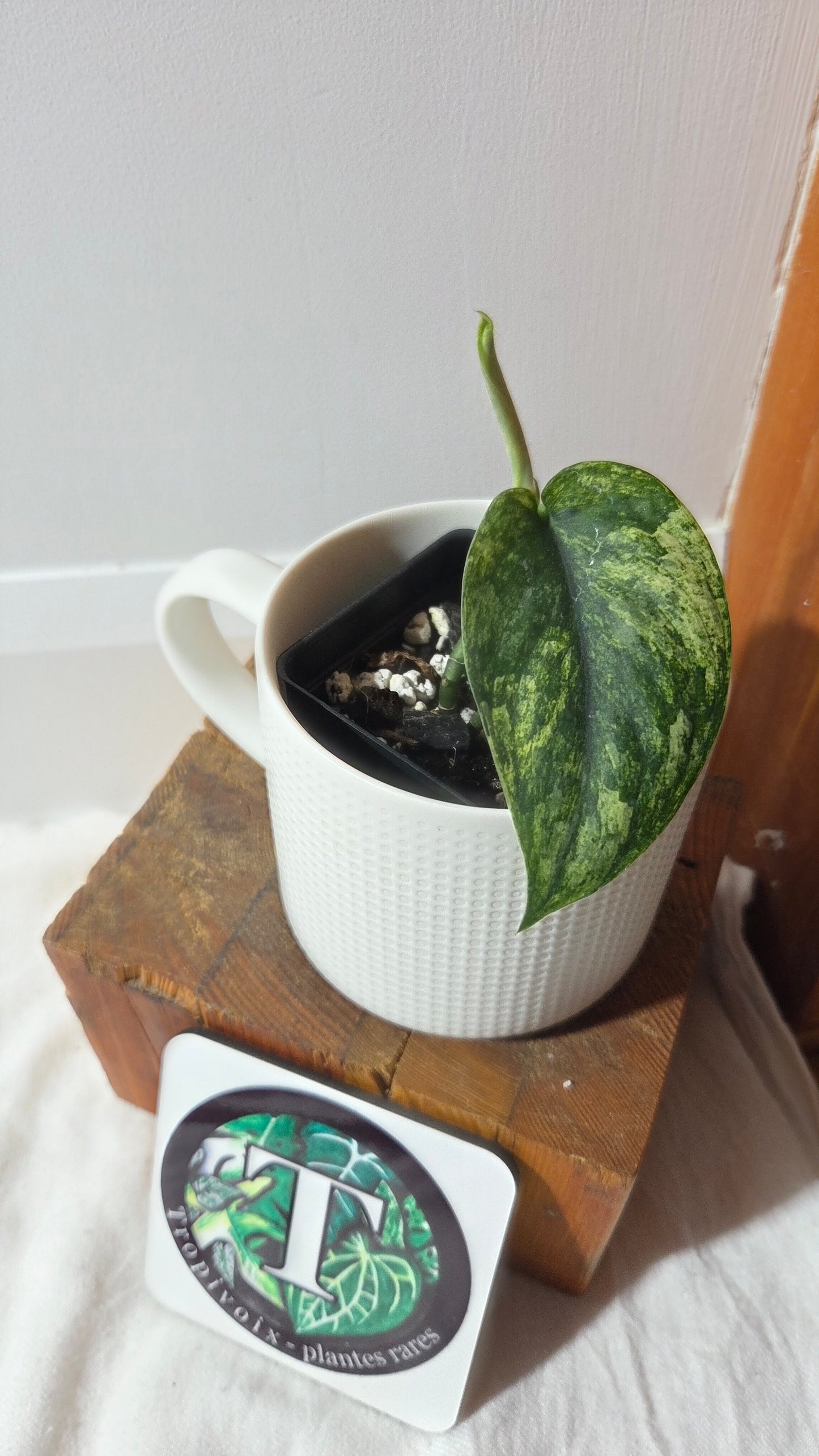 Scindapsus Silver Satin albo (SCI-1376)