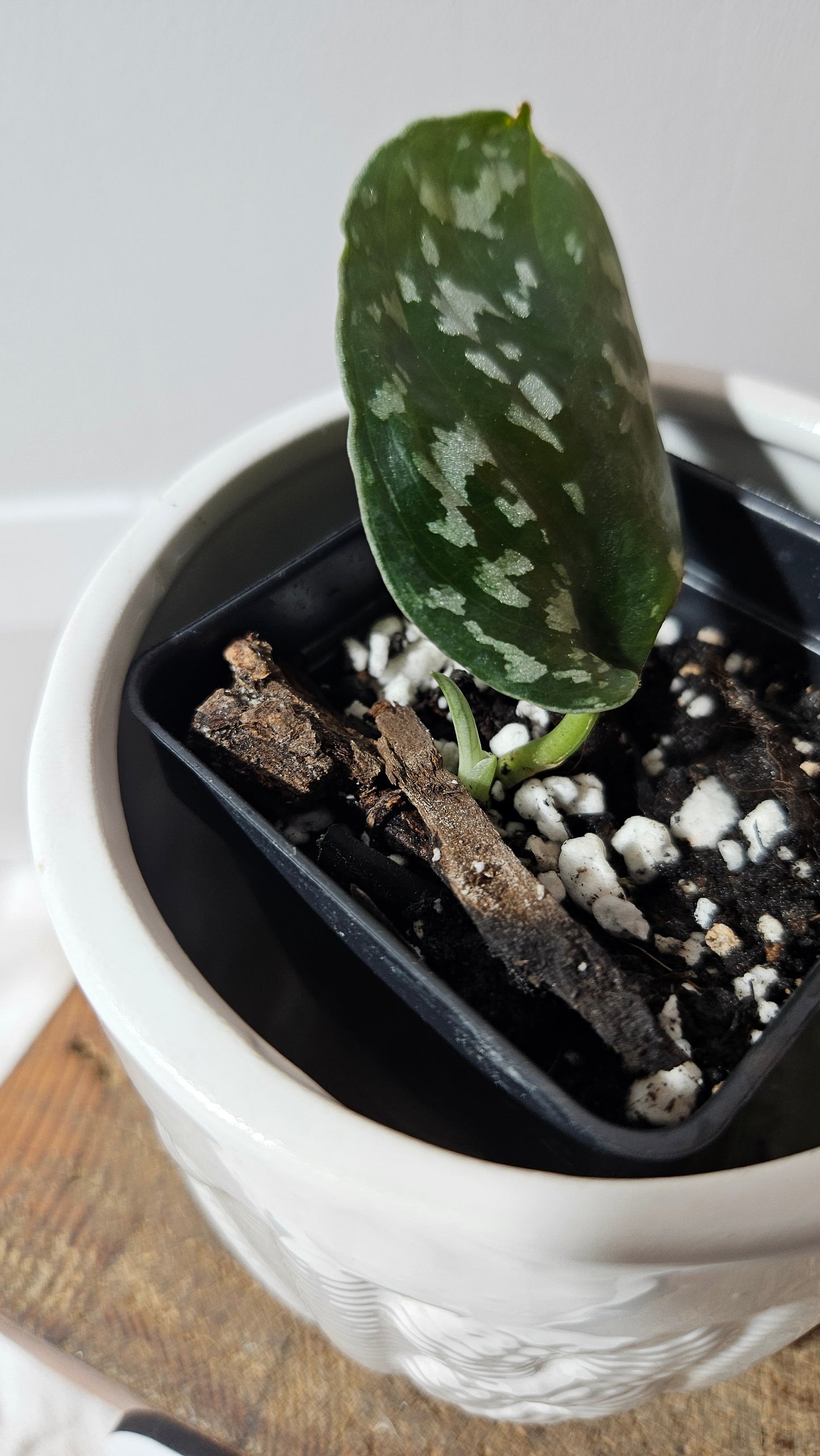 Scindapsus Exotica Batik (SCI-1284)