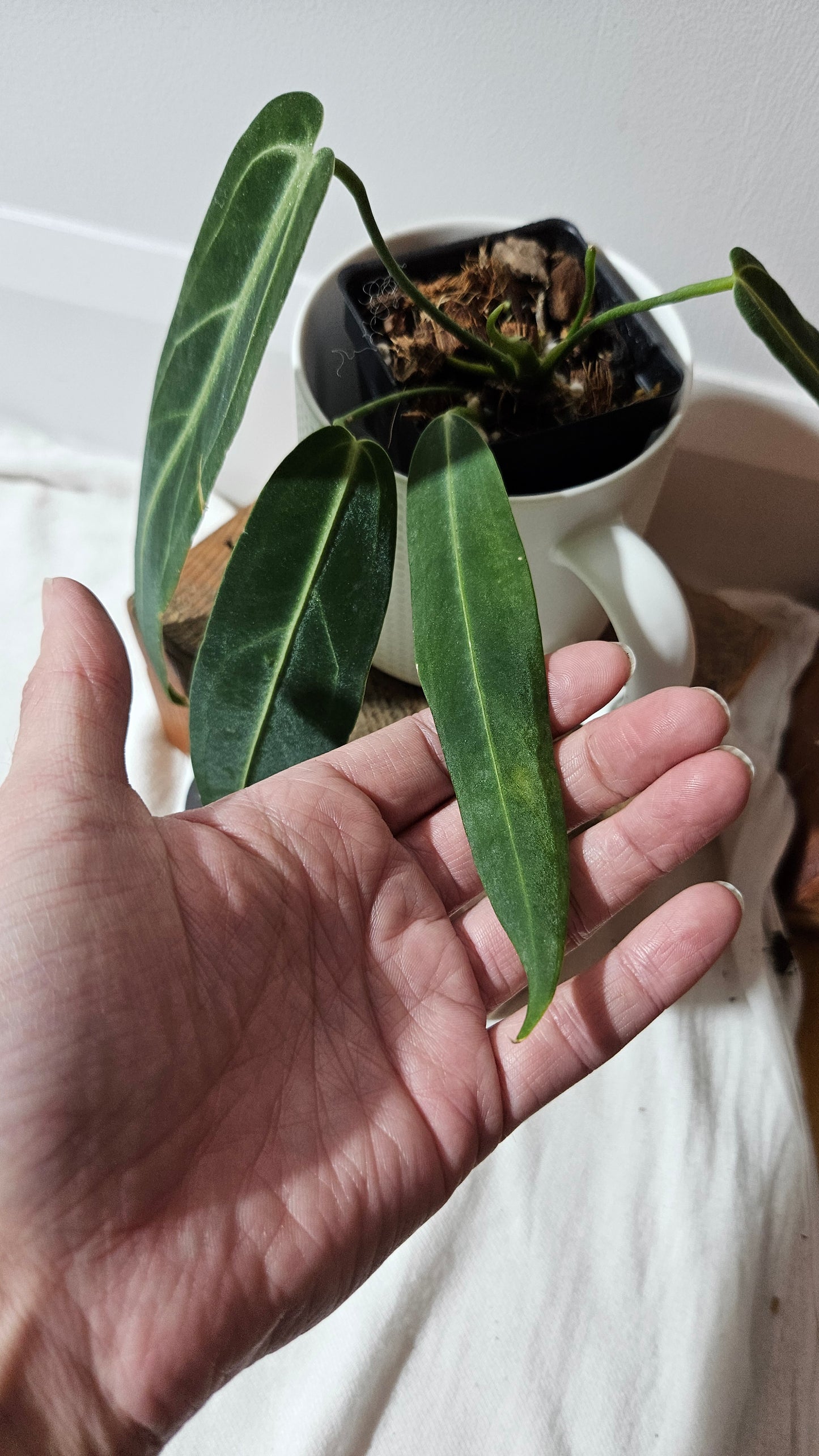 Anthurium Warocqueanum  "format MOYEN"(ANT-629)