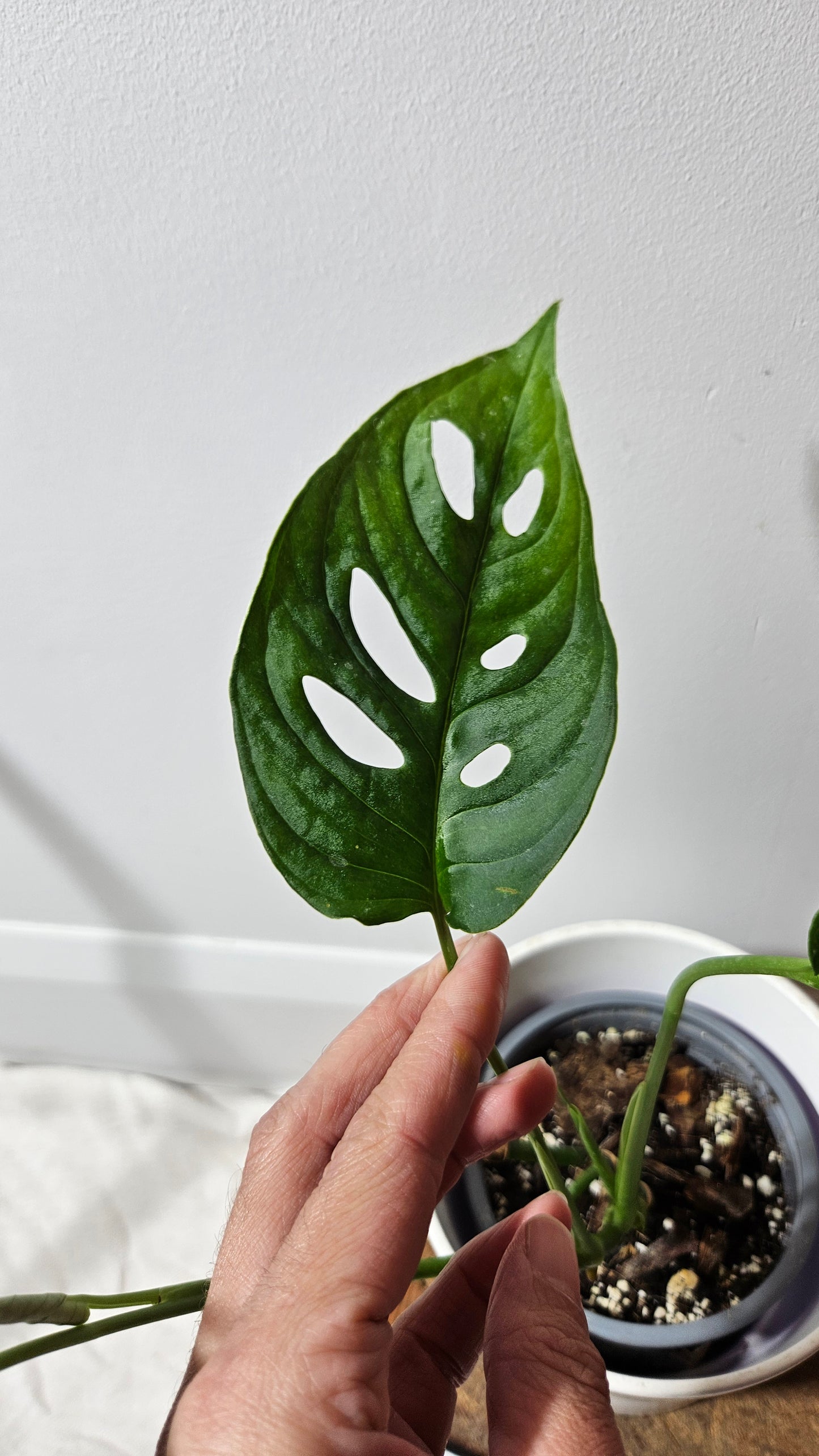 Monstera Obliqua Aff Tamarindo (MON-184l5)