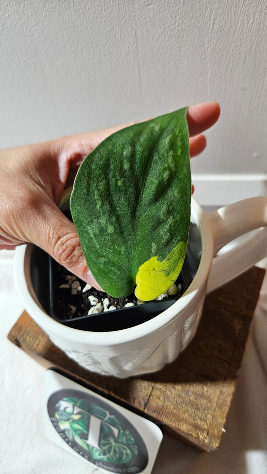 Scindapsus Swarnabhumi  (SCI-1084)