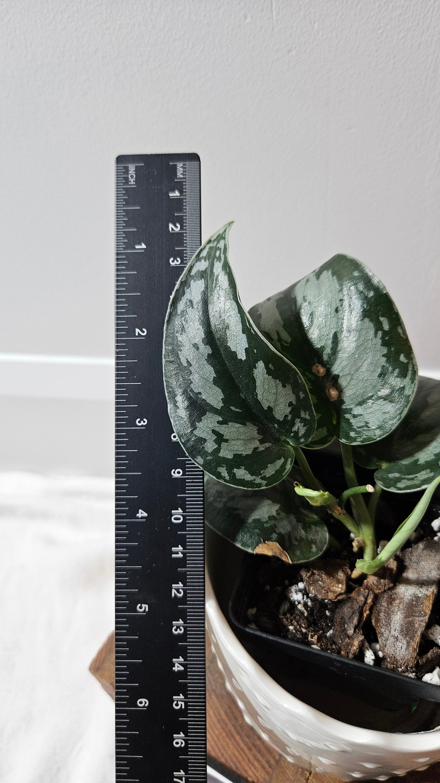 Scindapsus Black Exotica (SCI-1336)