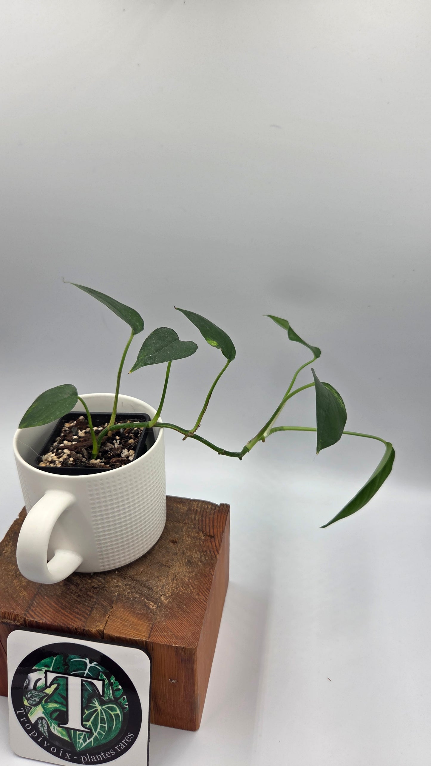 Epipremnum pinnatum Yellow Sunrise (EPI-244)