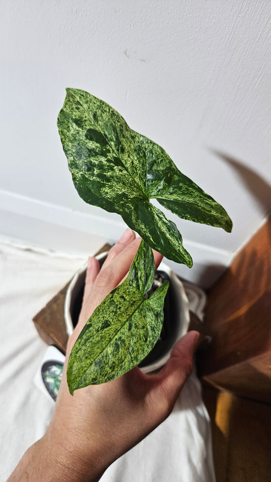 Syngonium Mojito (SYN-259)