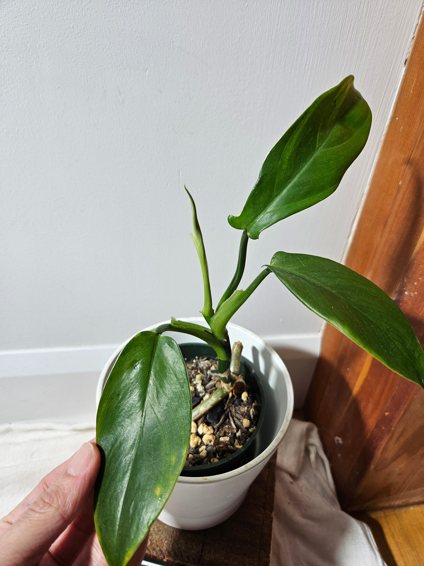 Philodendron Tripartitum (PHI-475)