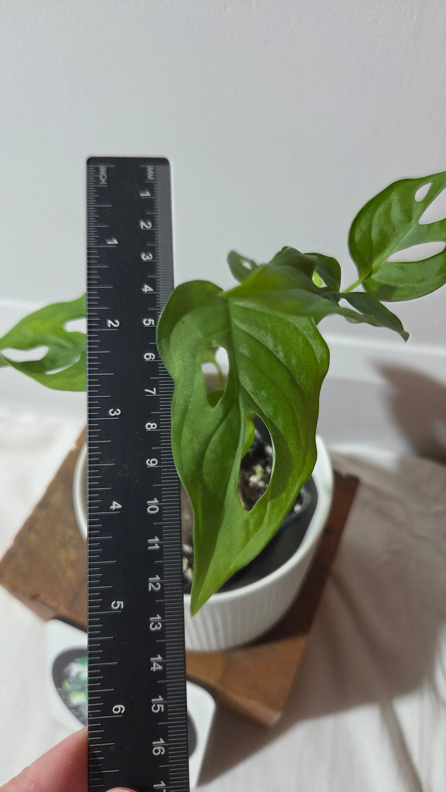 Monstera Obliqua Aff Patchicutza (MON-506)