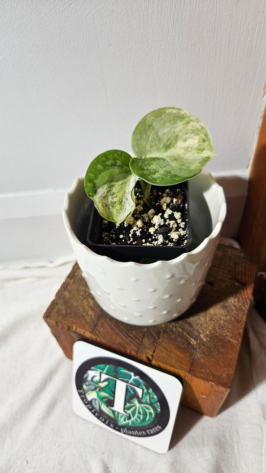 Scindapsus Black Dragon Variegata (SCI-1053)