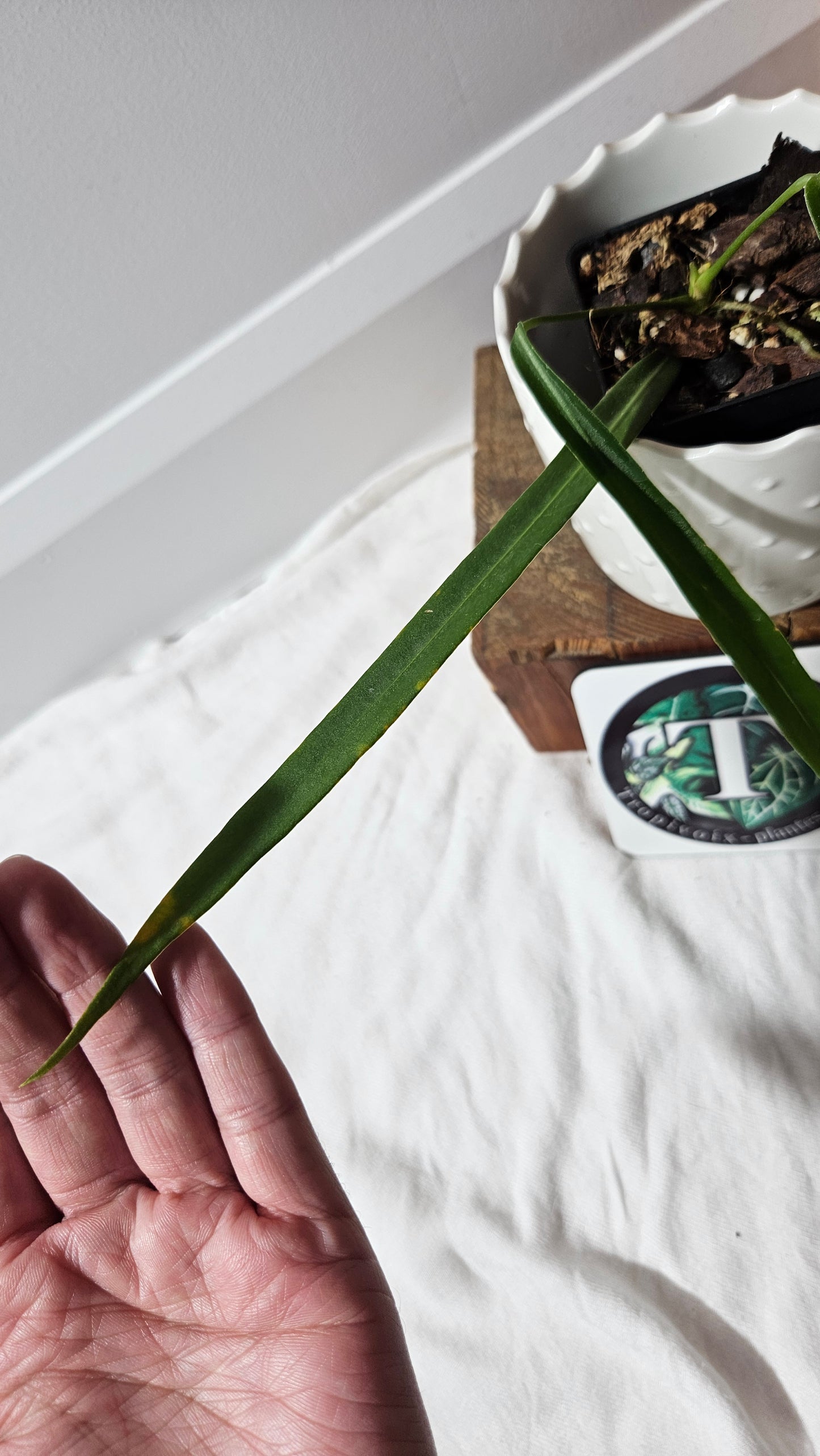 Anthurium Pallidiflorum Super Narrow "format MOYEN"(ANT-453)