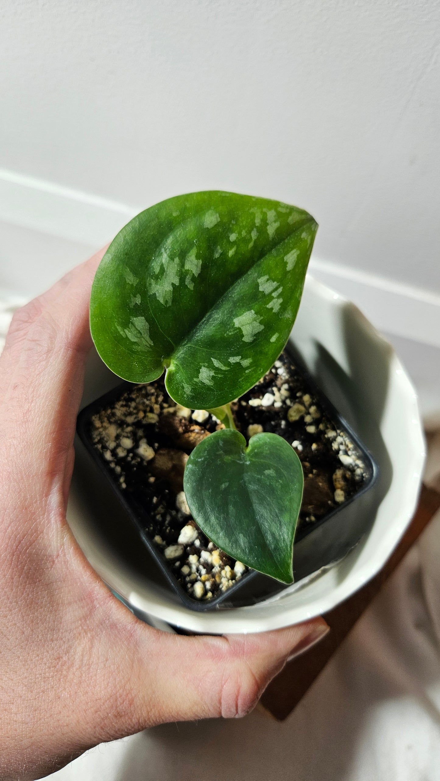 Scindapsus Black Mamba Mutation (SCI-763)