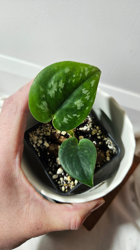 Scindapsus Black Mamba Mutation (SCI-763)