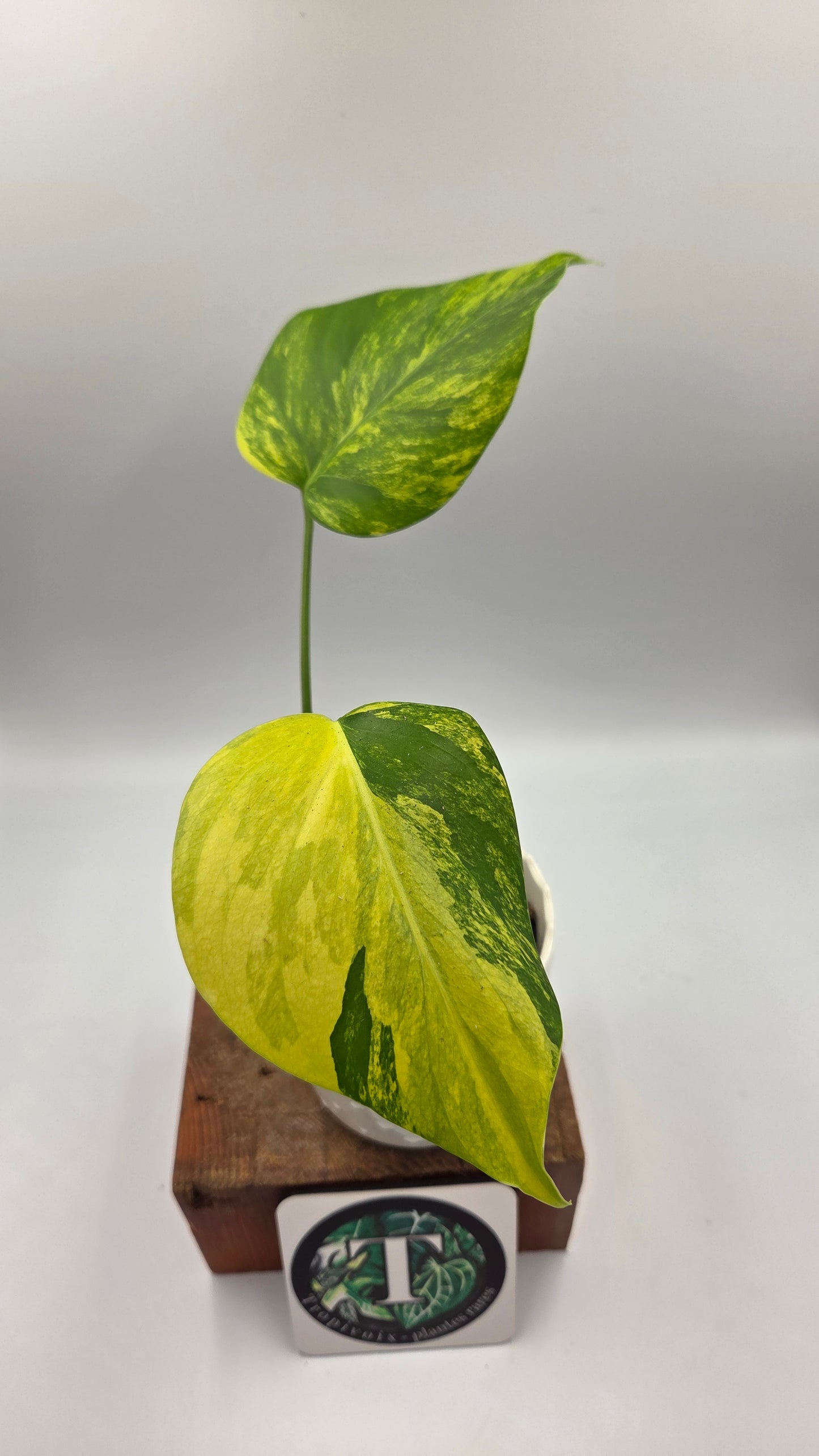 Monstera Aurea (MON-568)