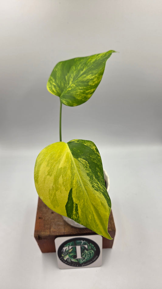 Monstera Aurea (MON-568)