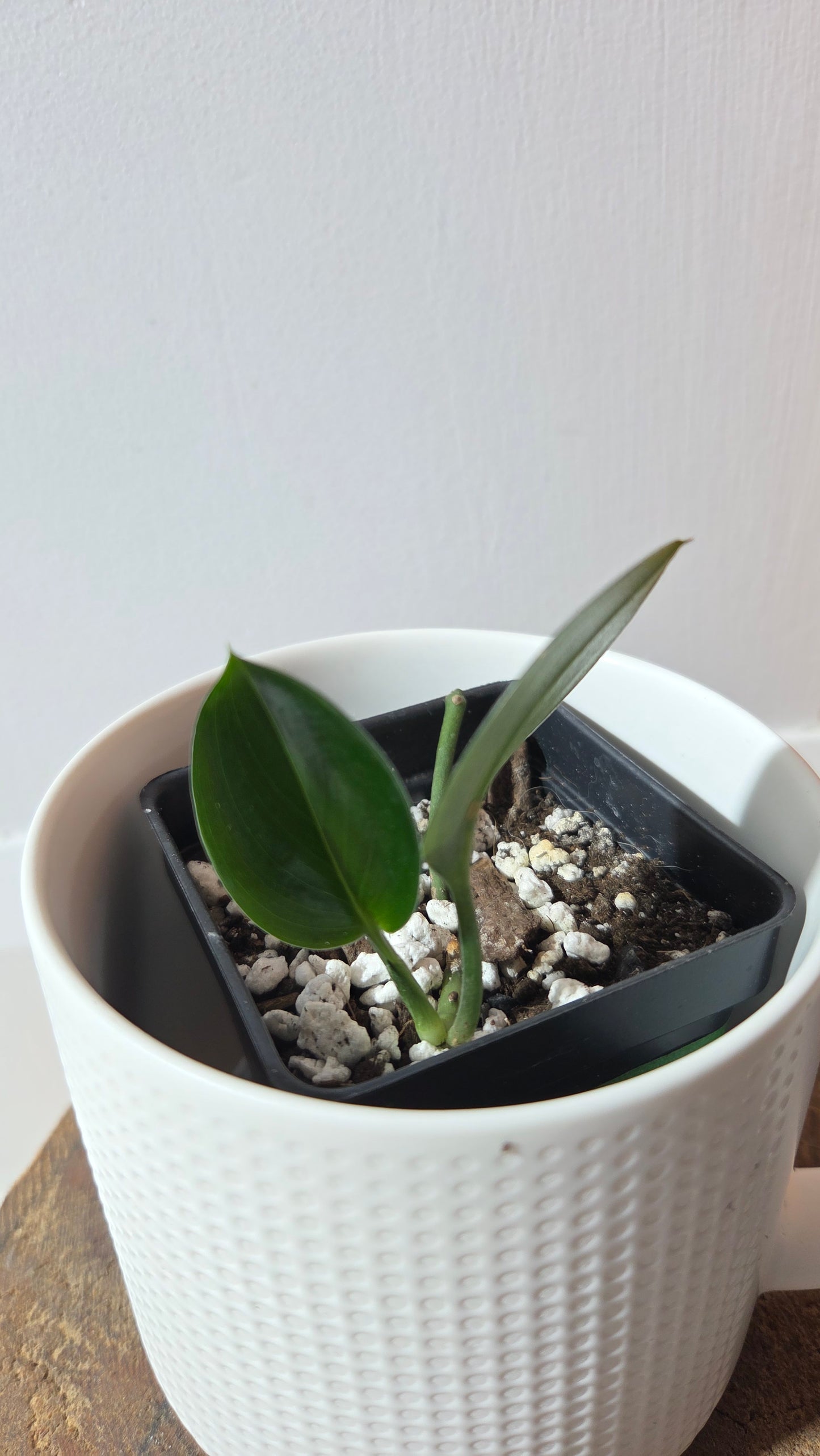 Scindapsus Treubii Dark Form (SCI-1363)