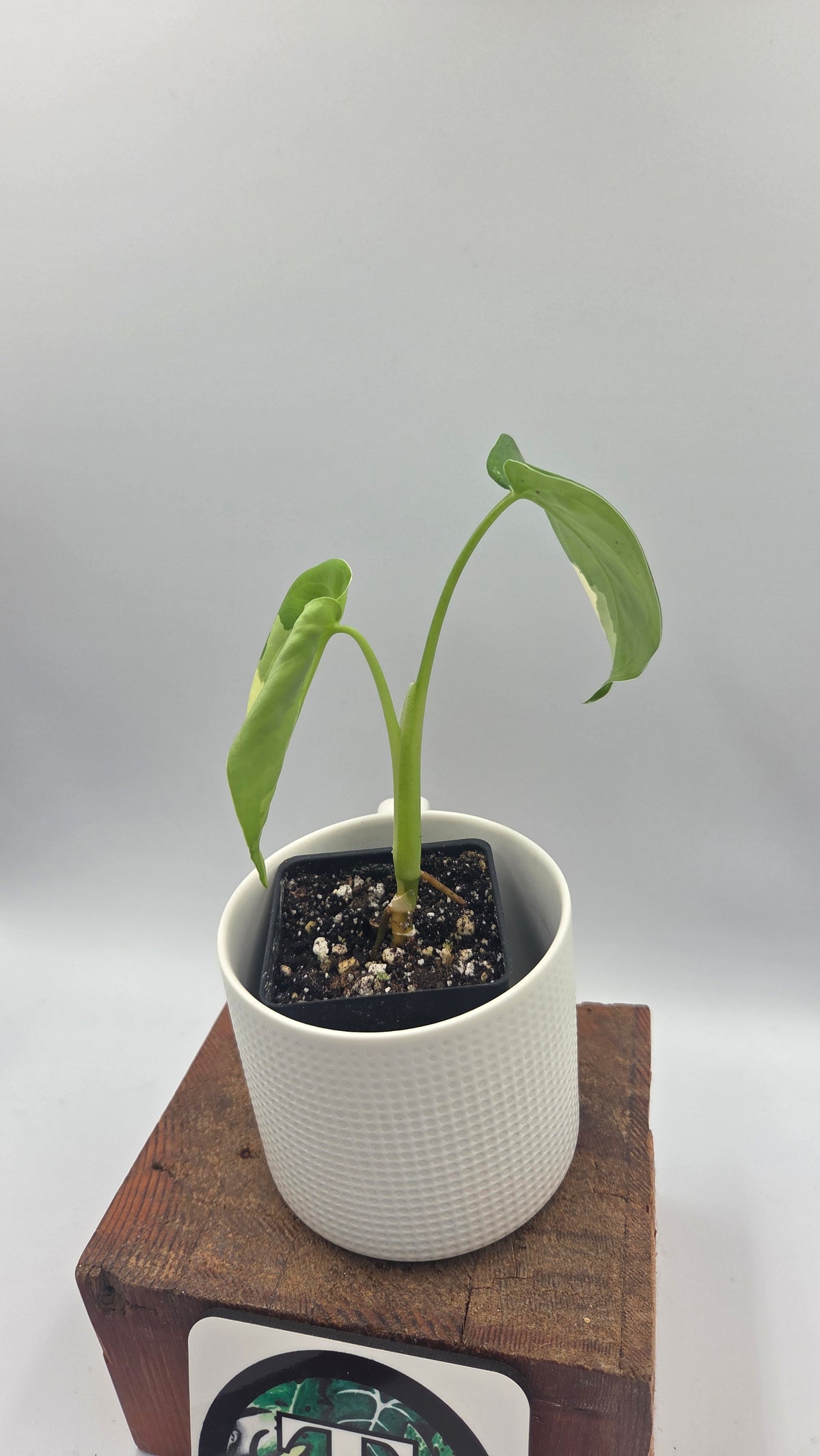 Syngonium Chiapense Albo (SYN-424)