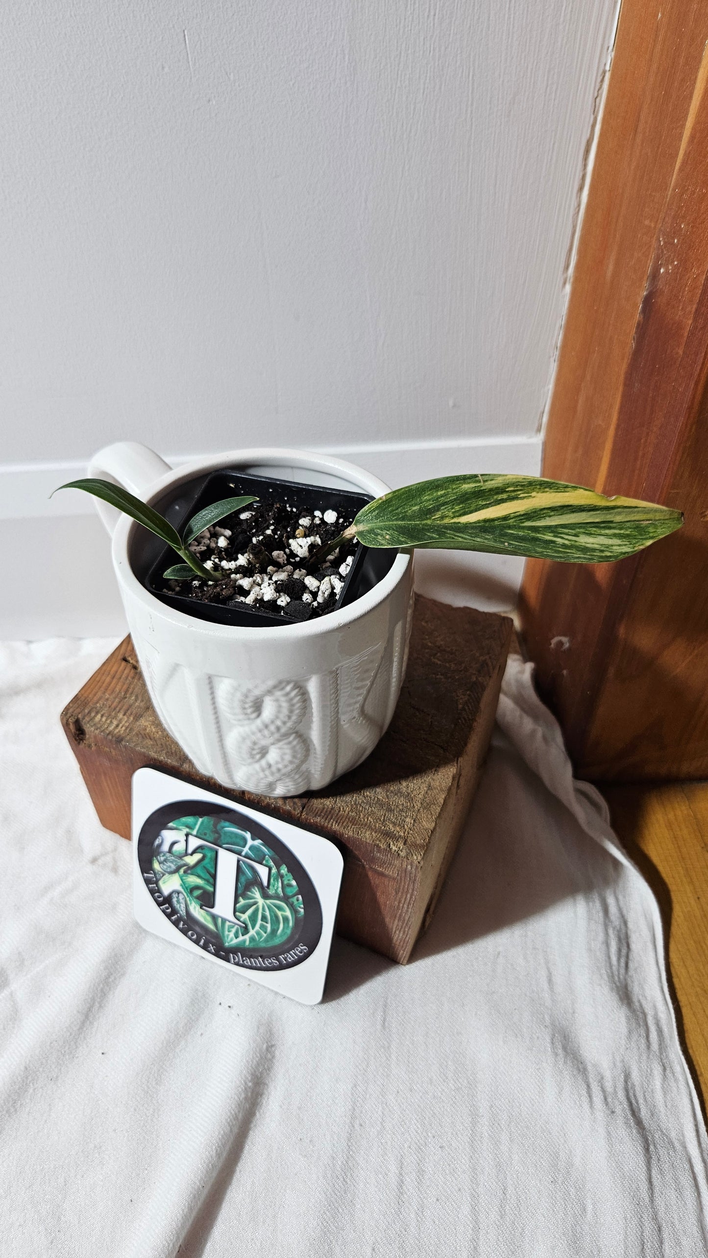 Scindapsus Rupestris Aurea REVERT (SCI-1308)