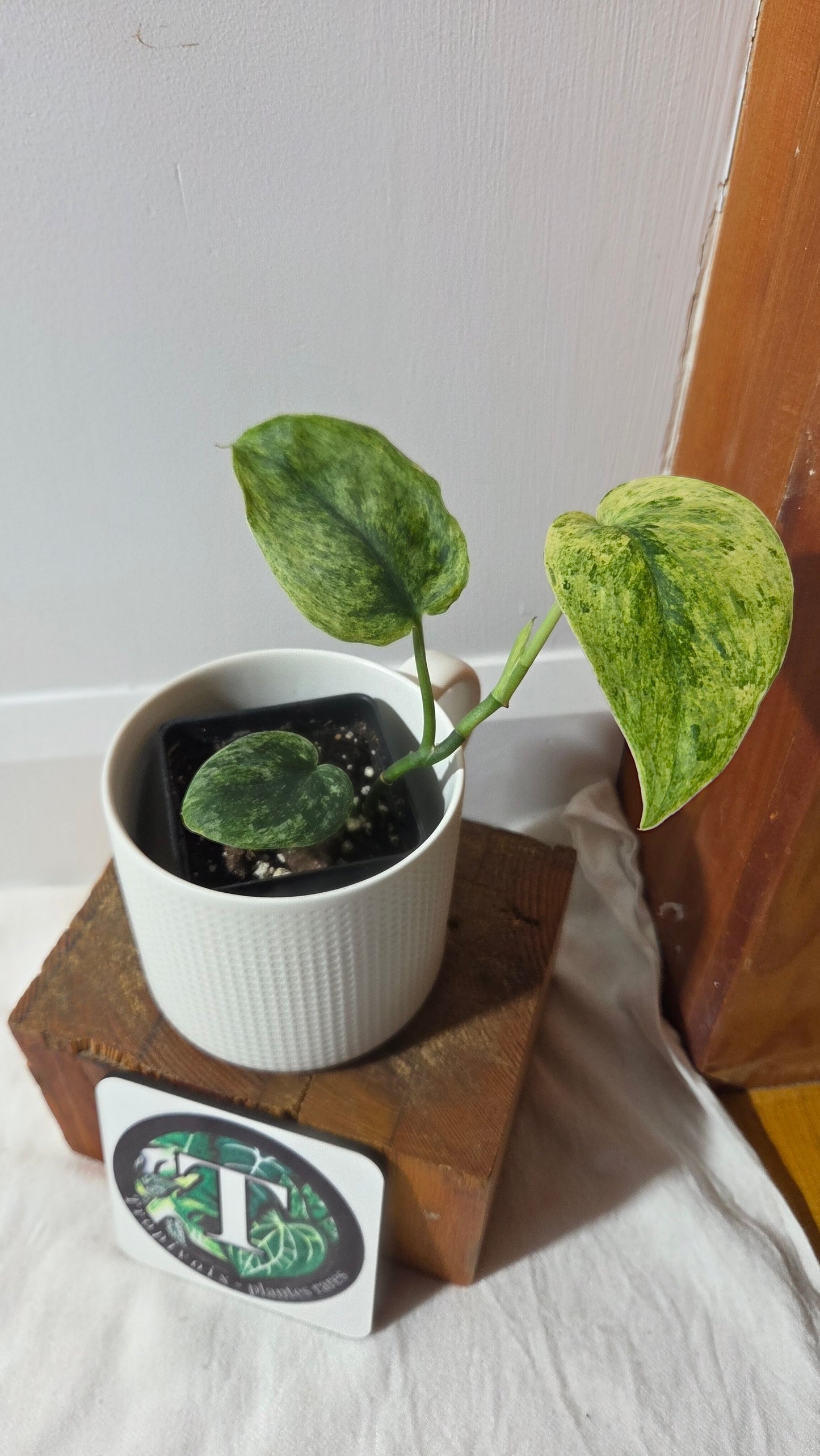 Scindapsus Dark satin Tricolore (SCI-1395)