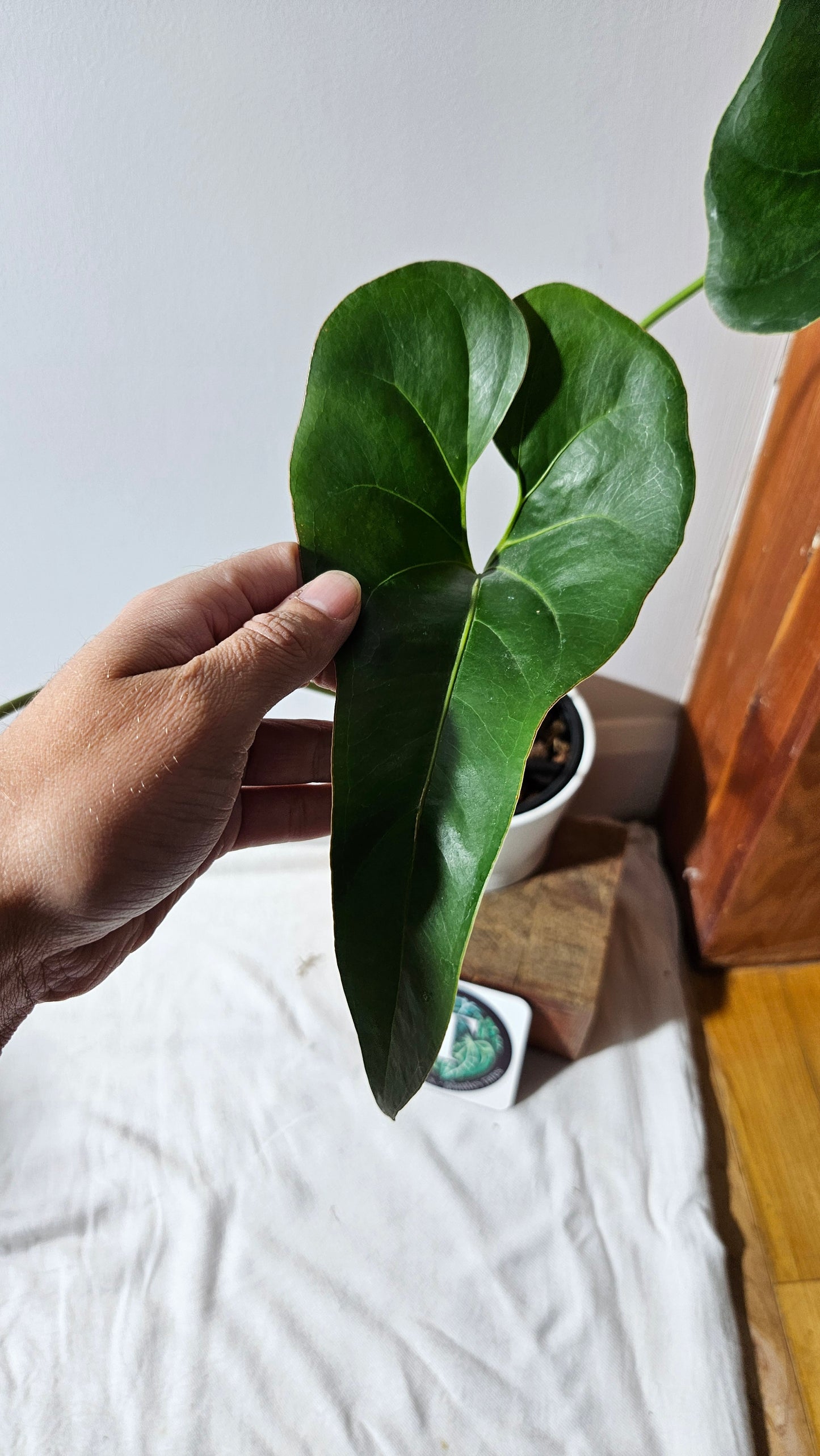 Anthurium Brownii/Corong "format LARGE" (ANT-553)