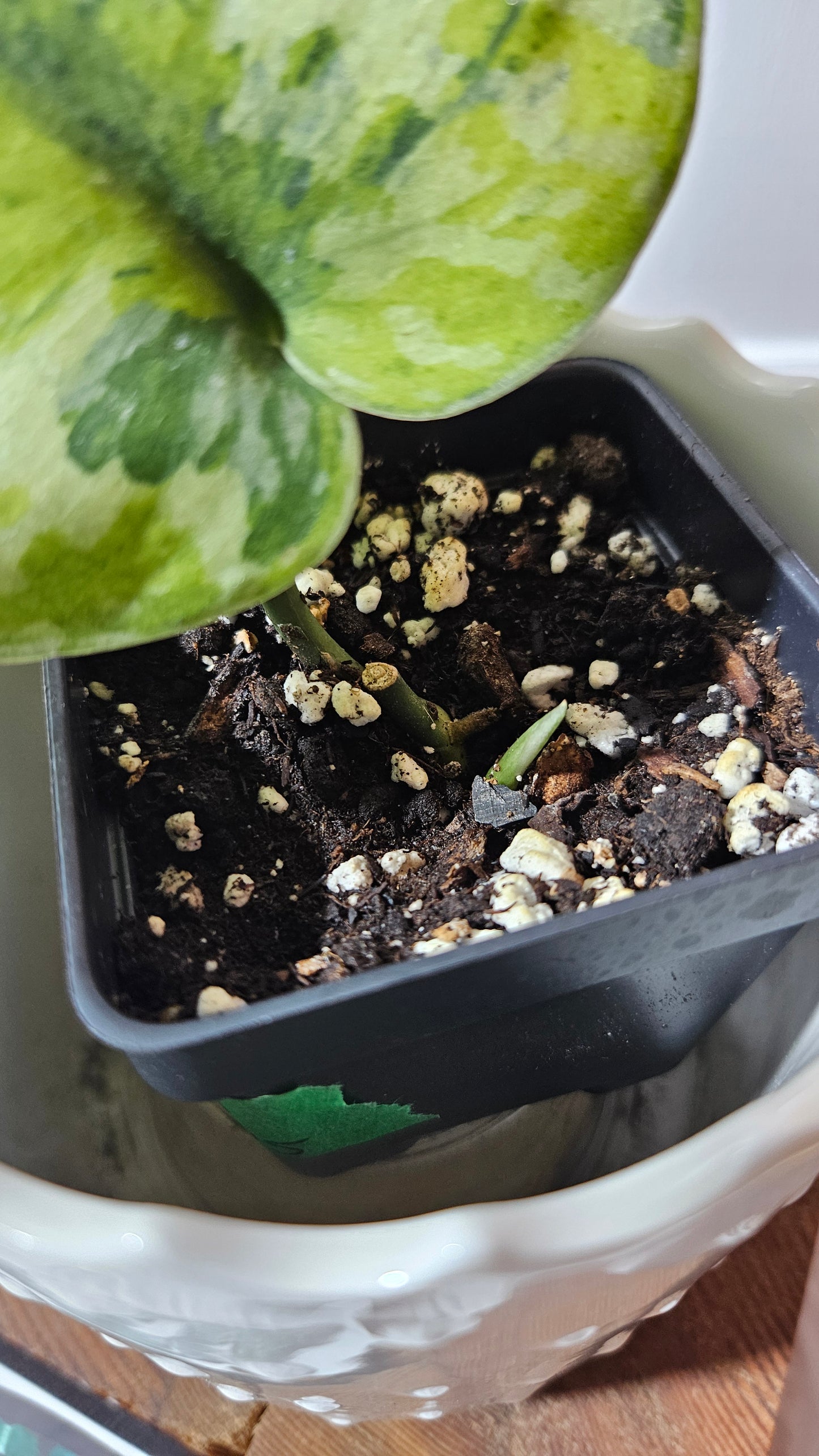 Scindapsus Medallion (SCI-1338)