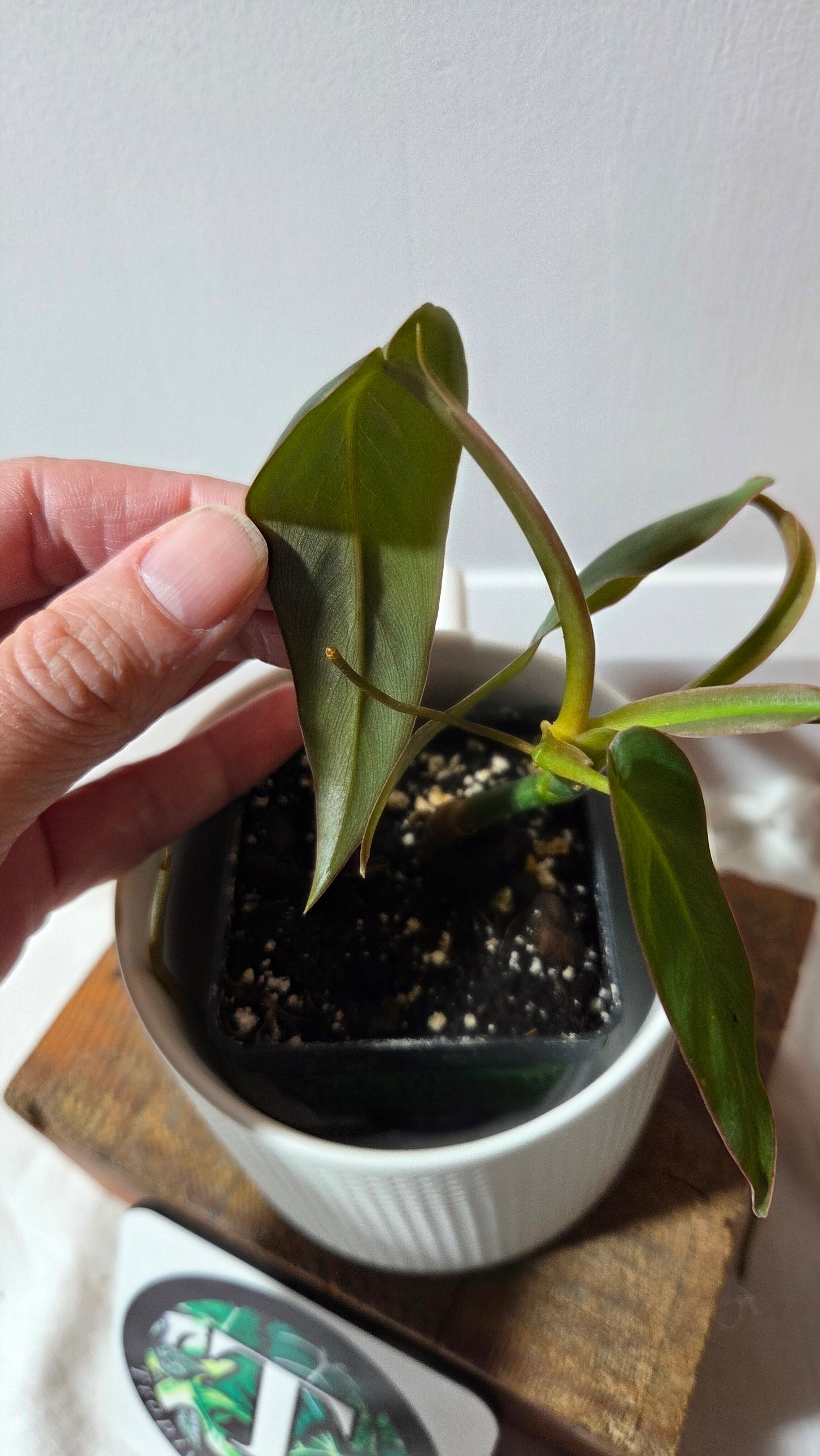 Philodendron Maximum (PHI-383)