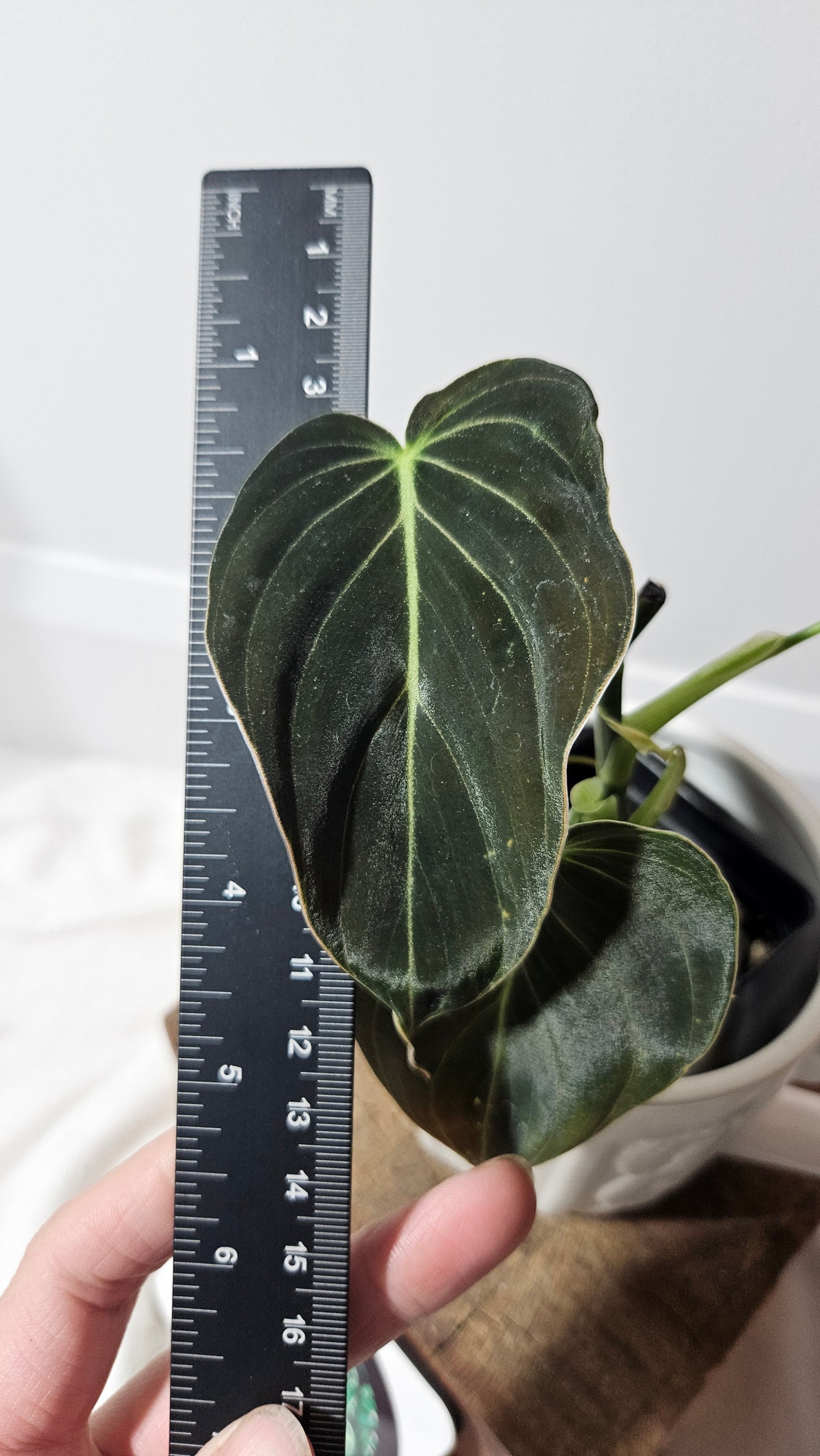 Philodendron Melanochrysum (PHI-072)