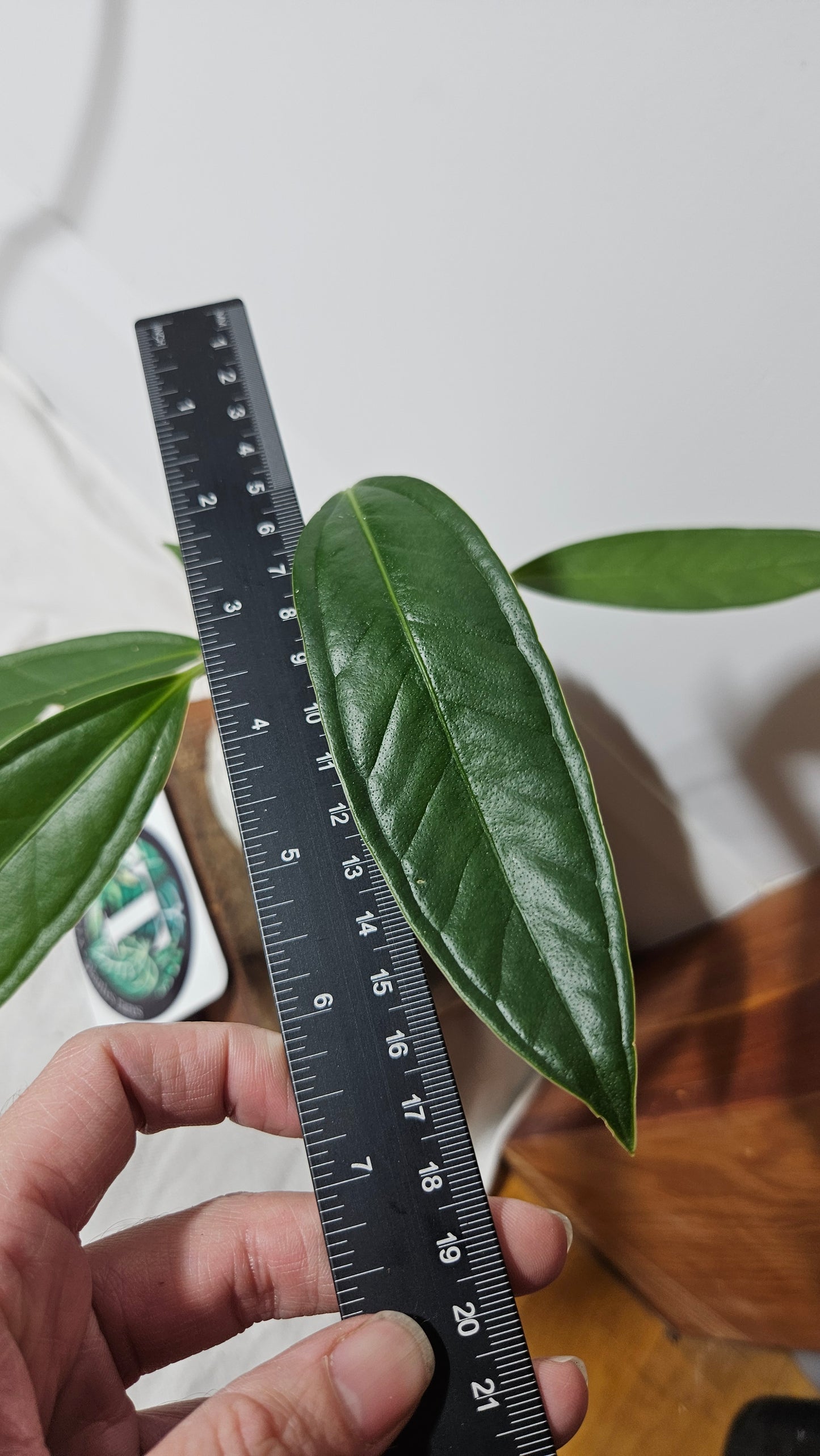 Anthurium Macphersonii "format MOYEN" (ANT-257)