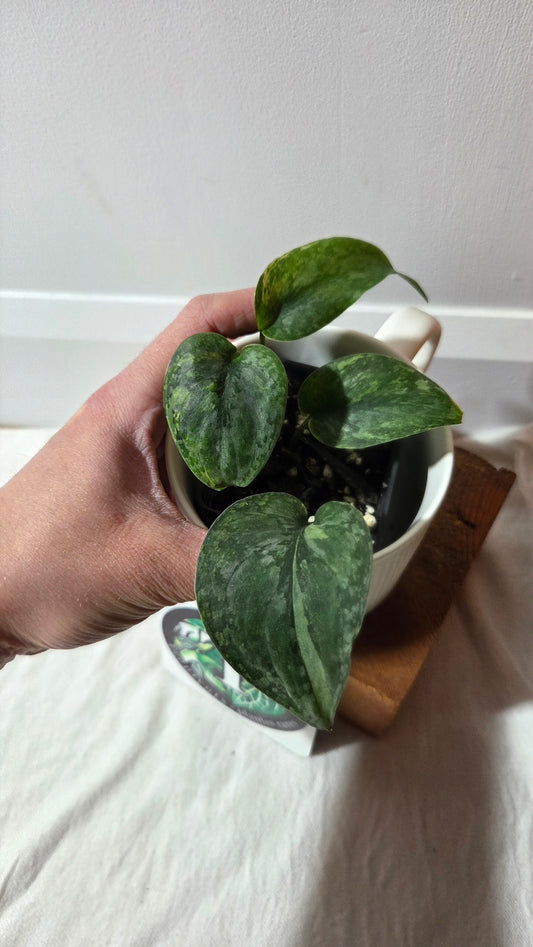 Scindapsus Pusaka (SCI-1424)