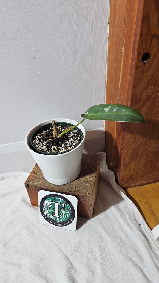 Philodendron Atabenpoense (PHI-944)
