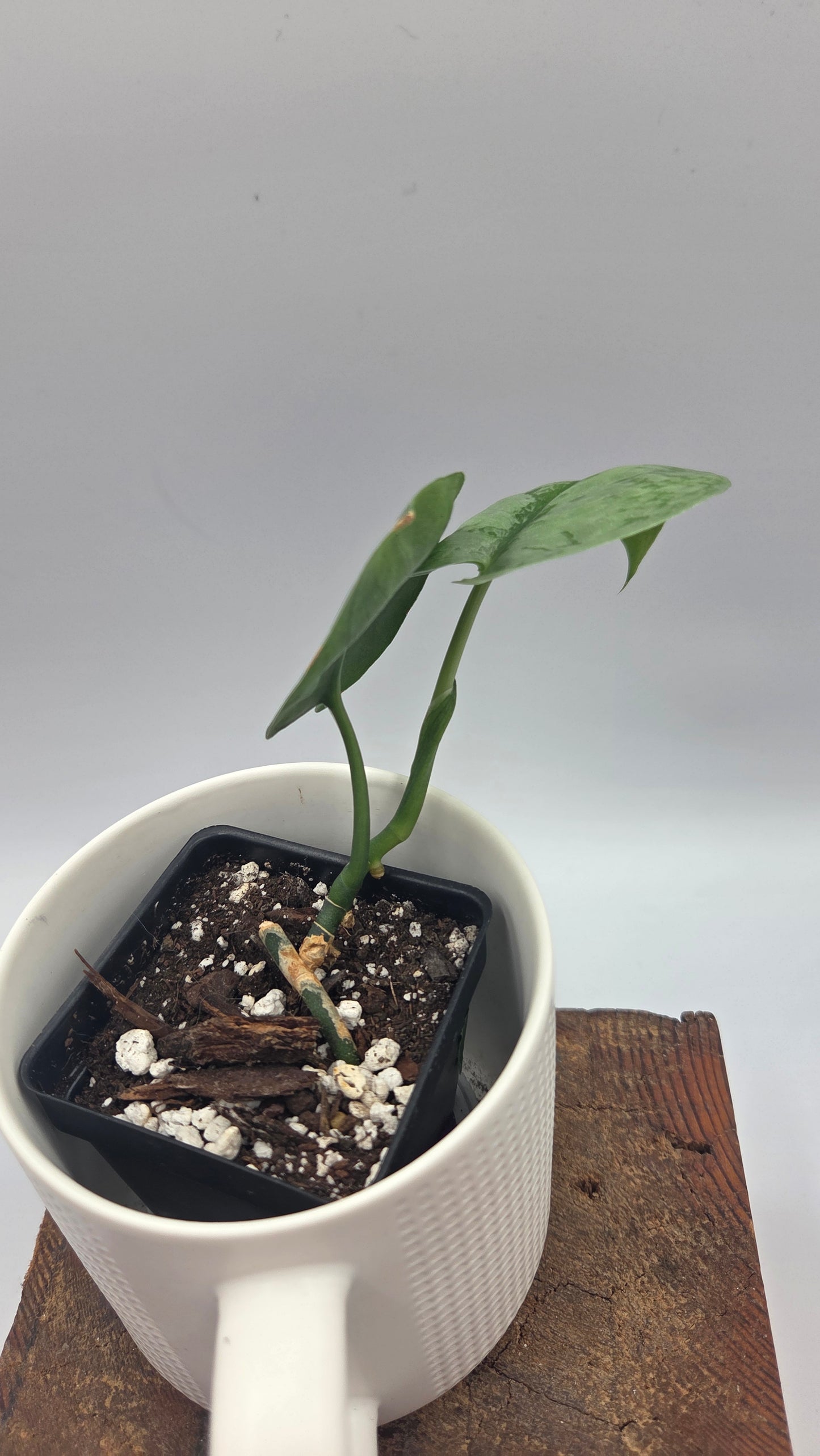 Scindapsus Silver Lava (SCI-1496)