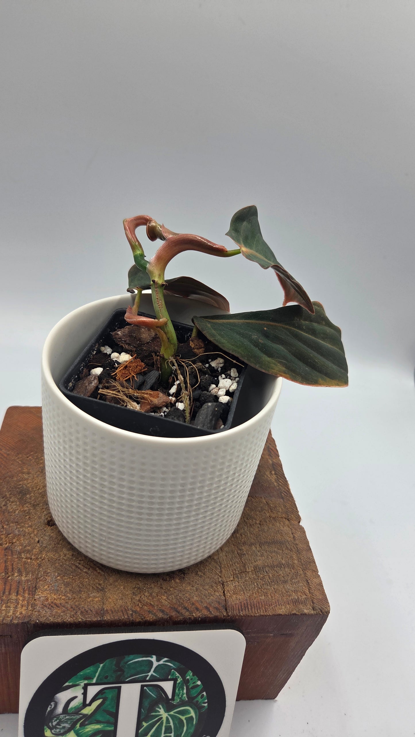 Philodendron Gigas (PHI-1055)