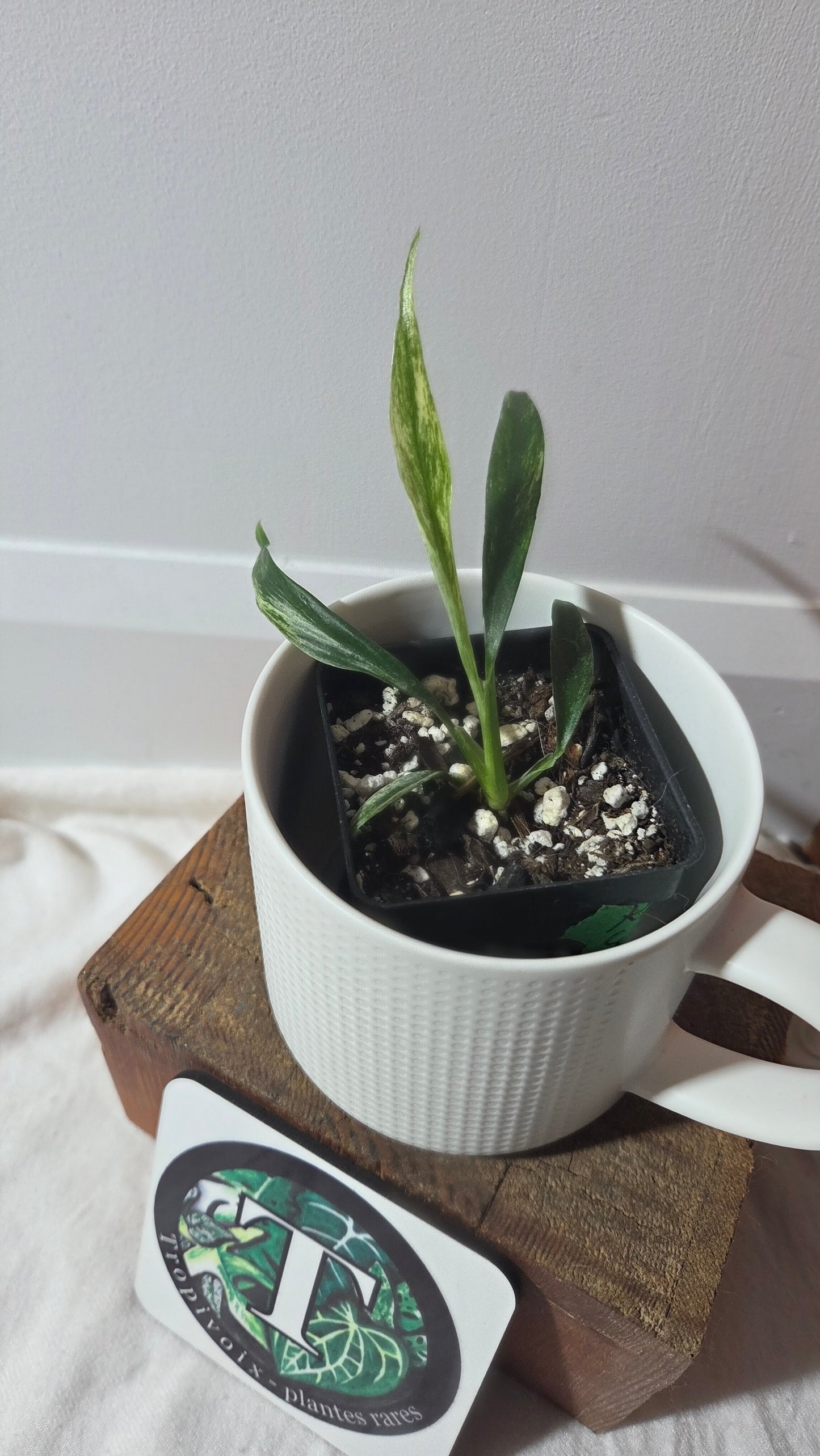 Rhaphidophora Megasperma Variegata (AUT-084)