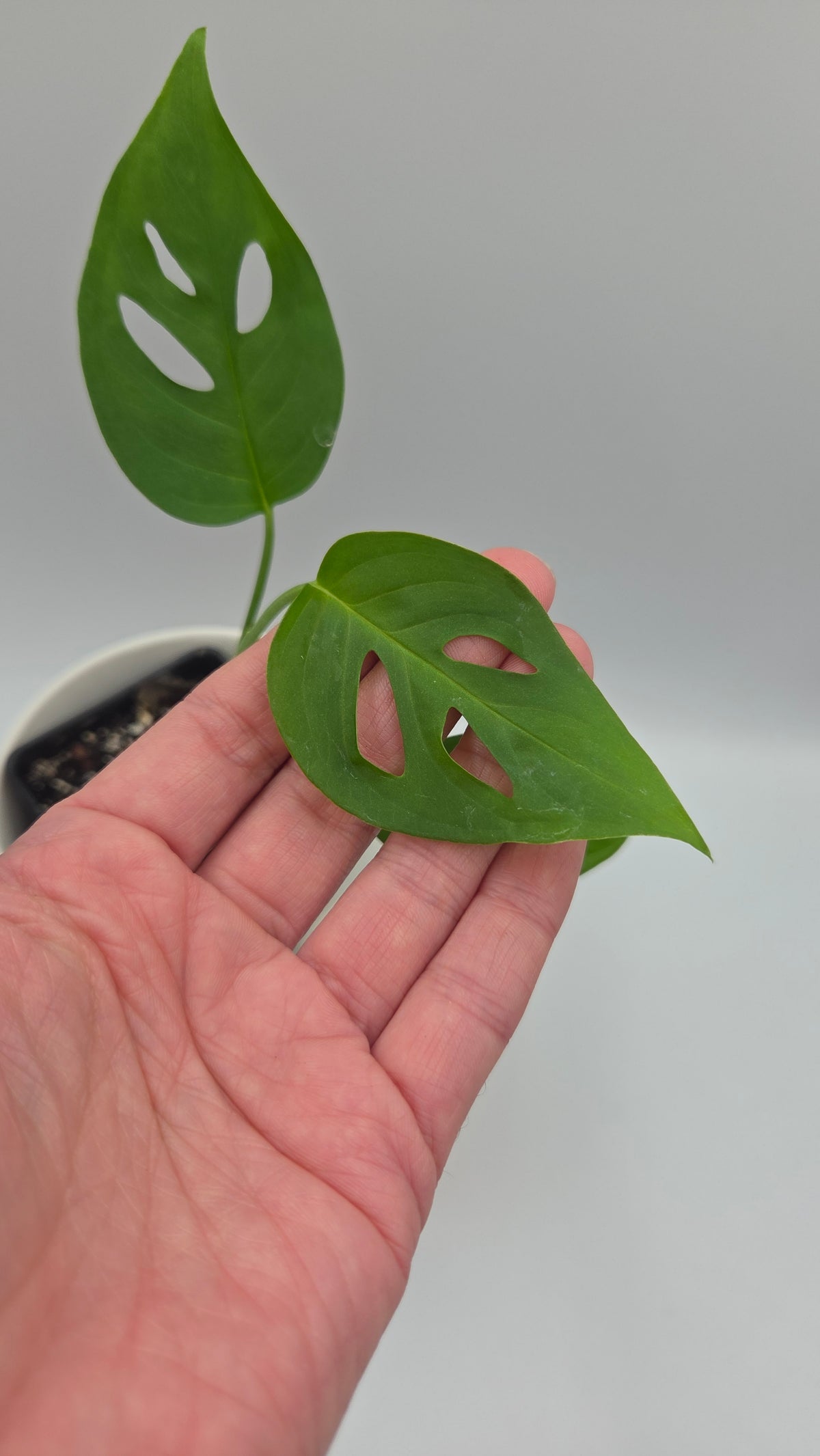 Monstera Obliqua Aff Indanza (MON-355)